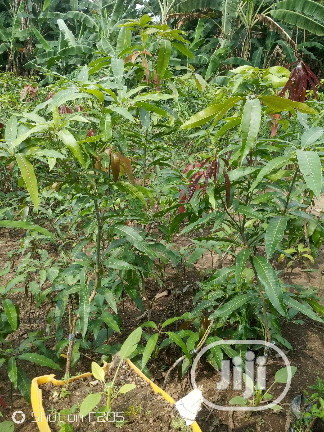 Mango Seedlings