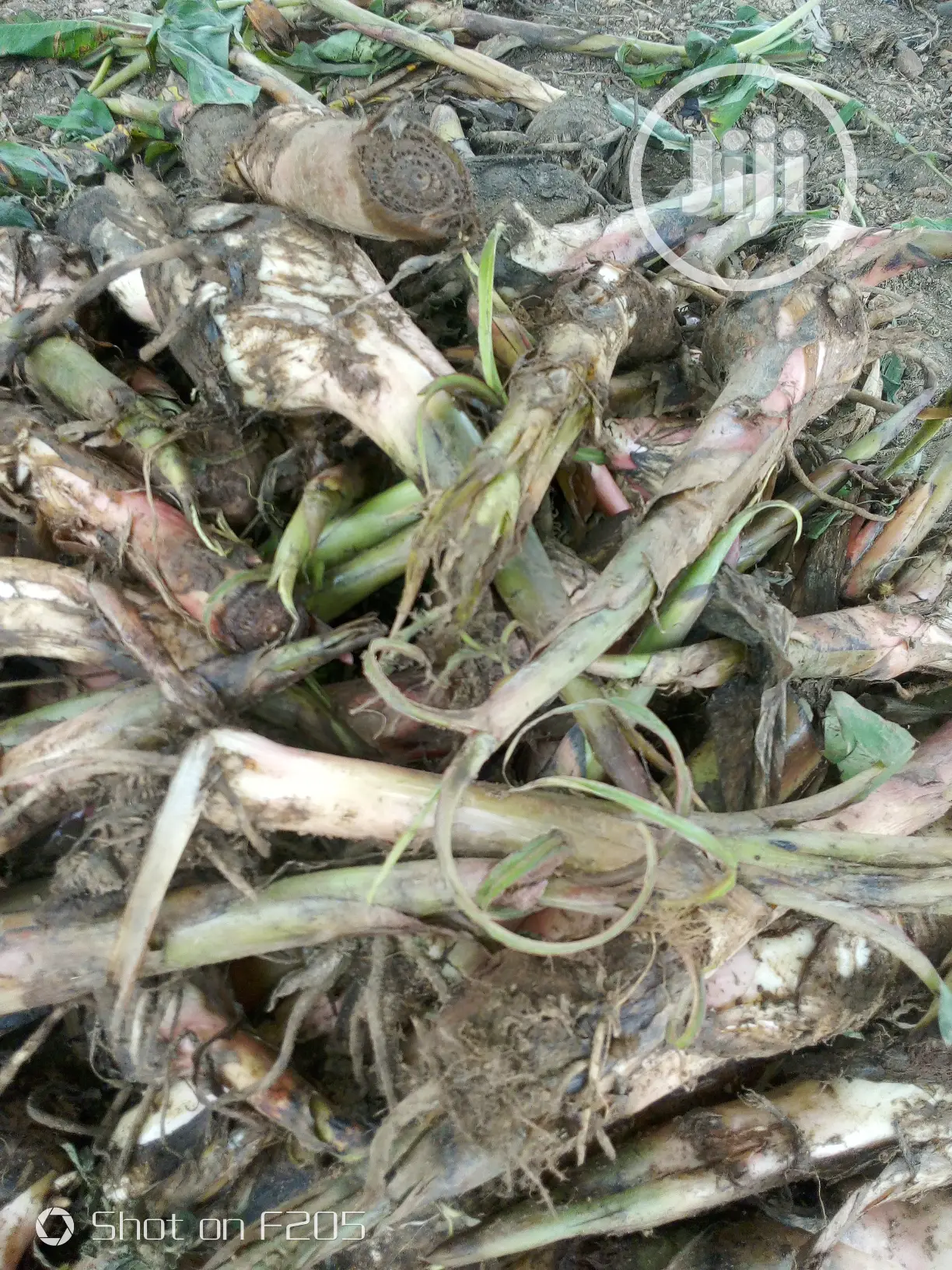 Elephant Giant Plantain Suckers