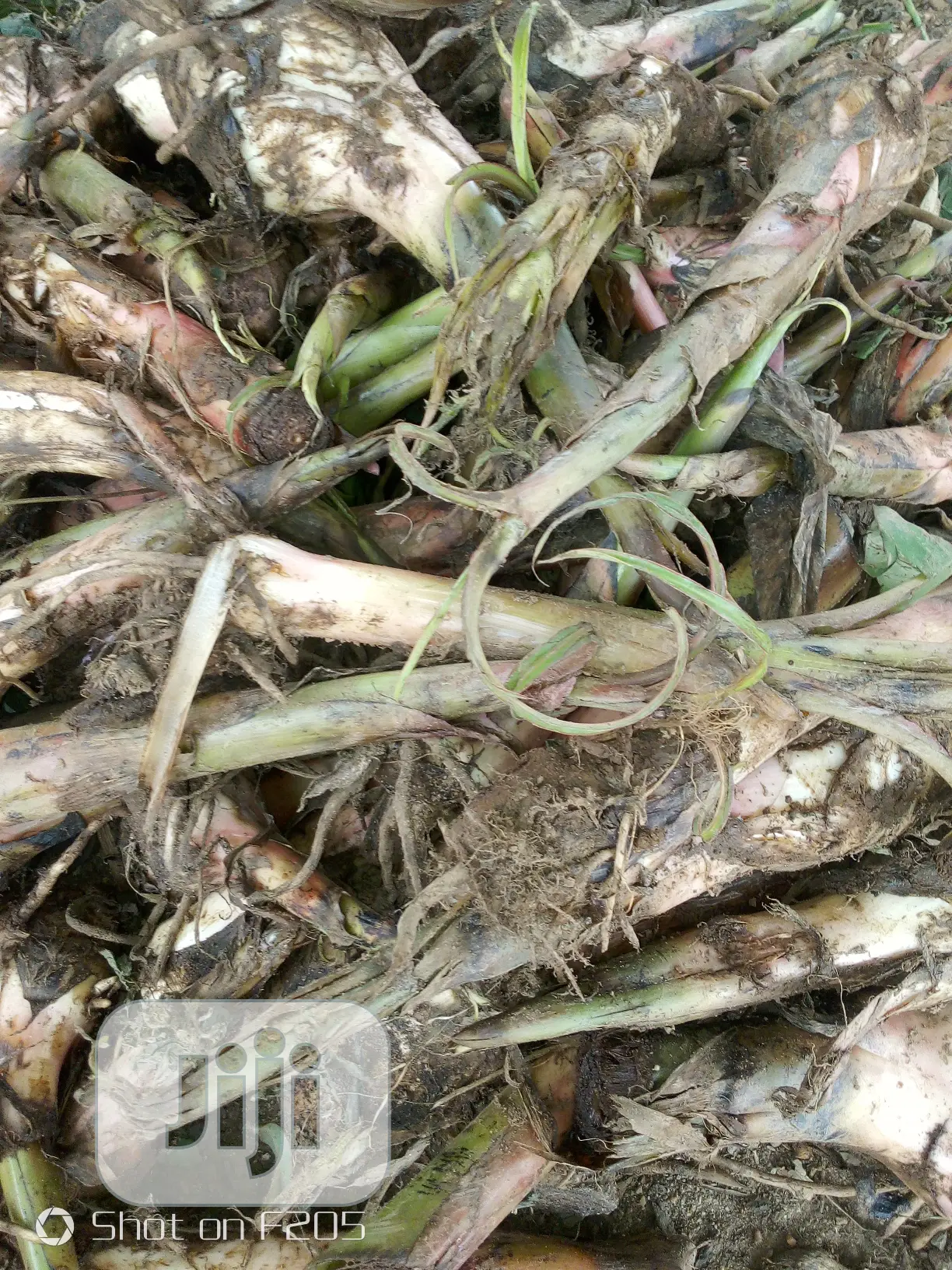 Elephant Giant Plantain Suckers