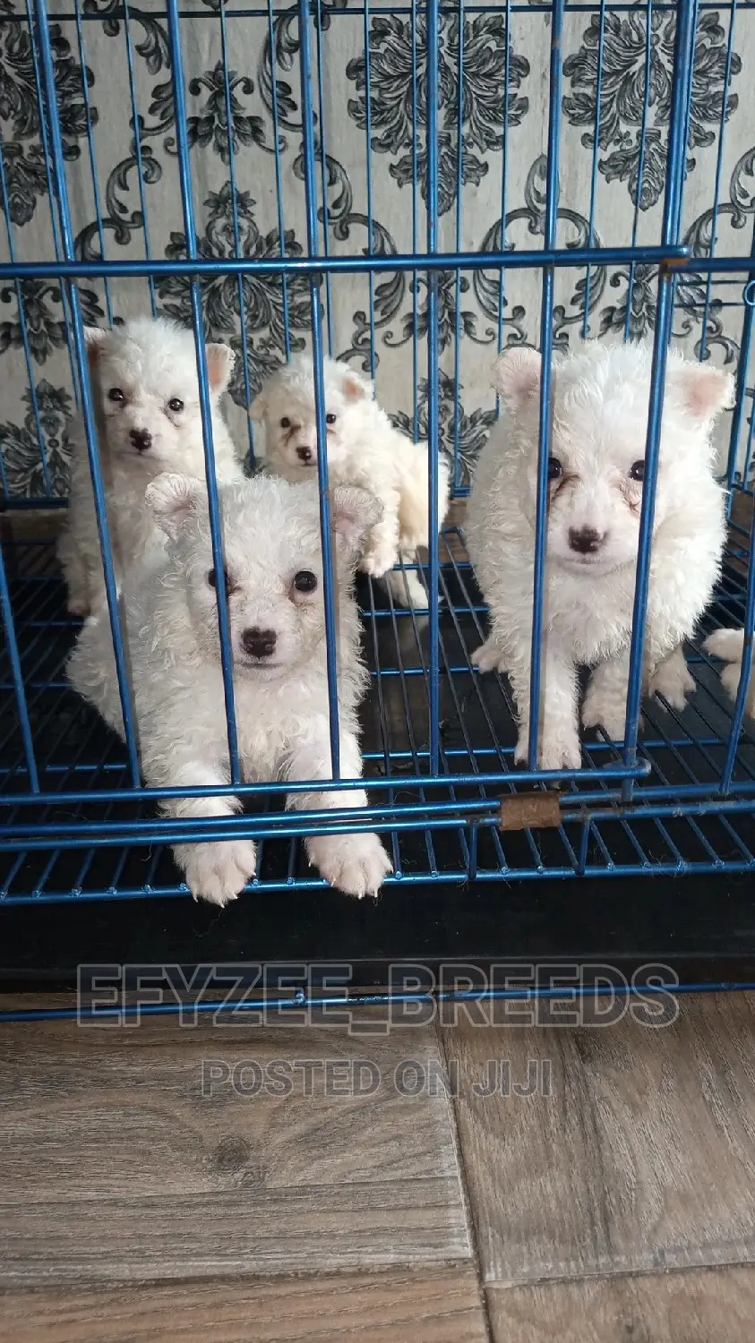 1-3 Month Male Purebred American Eskimo