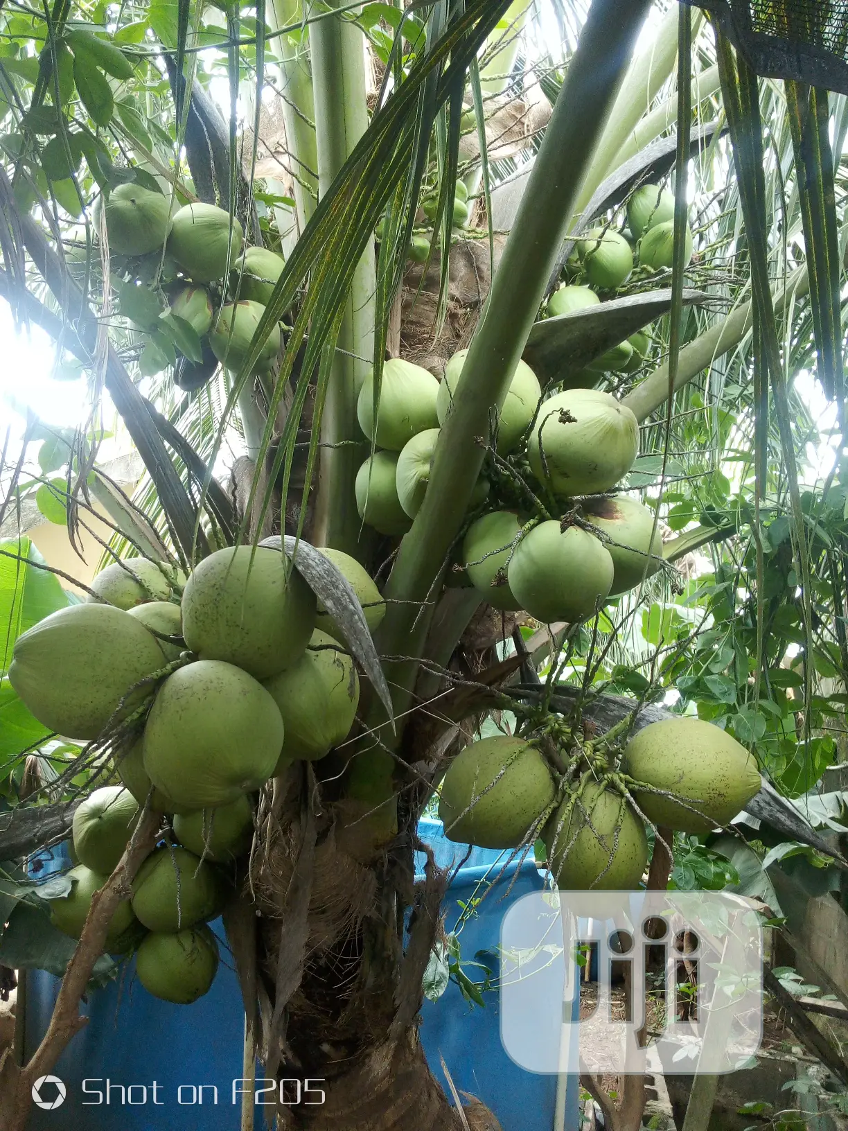 Hybrid Coconut