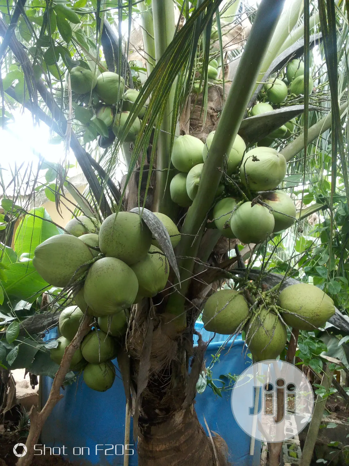 Hybrid Coconut