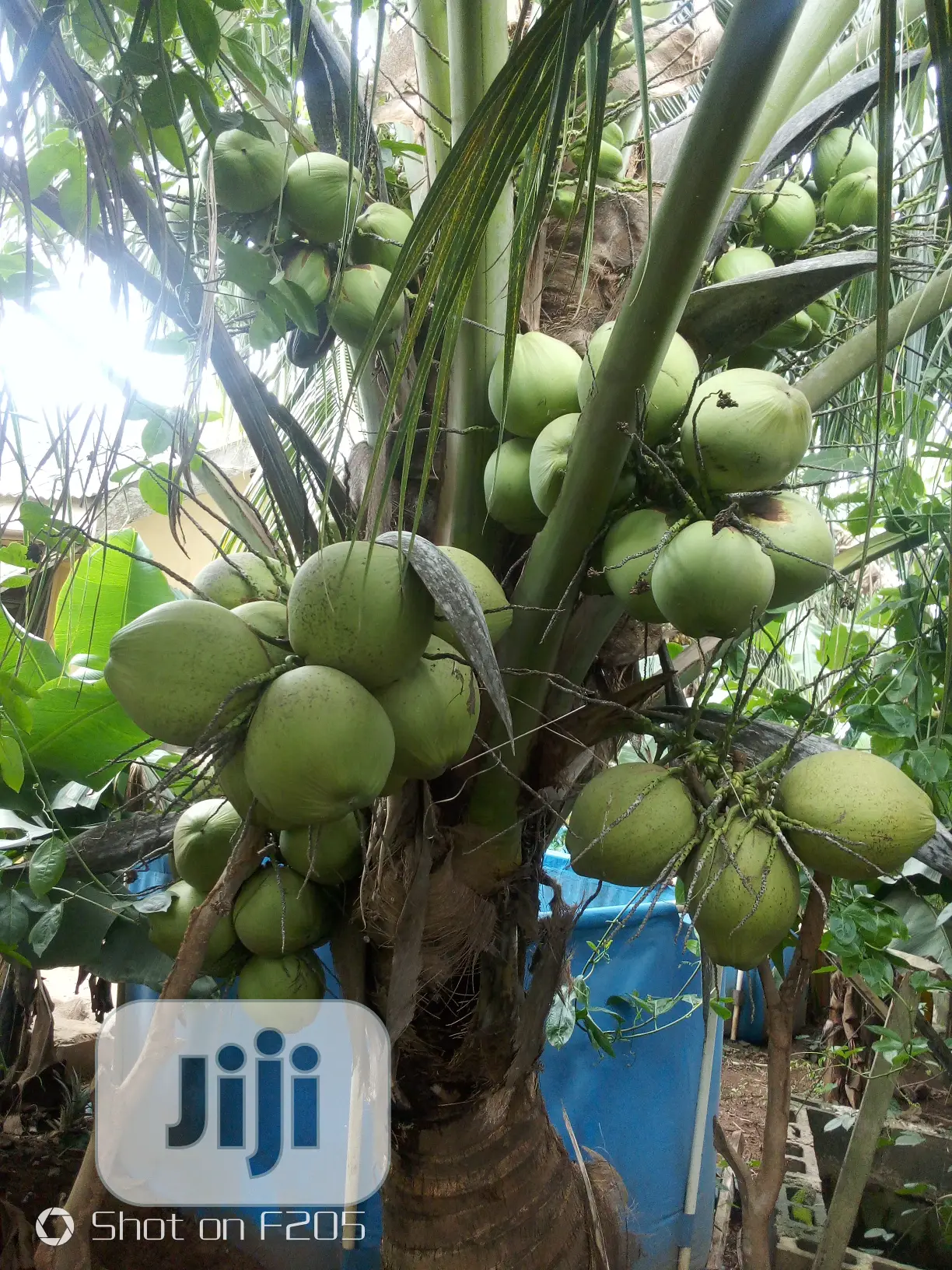 Hybrid Coconut