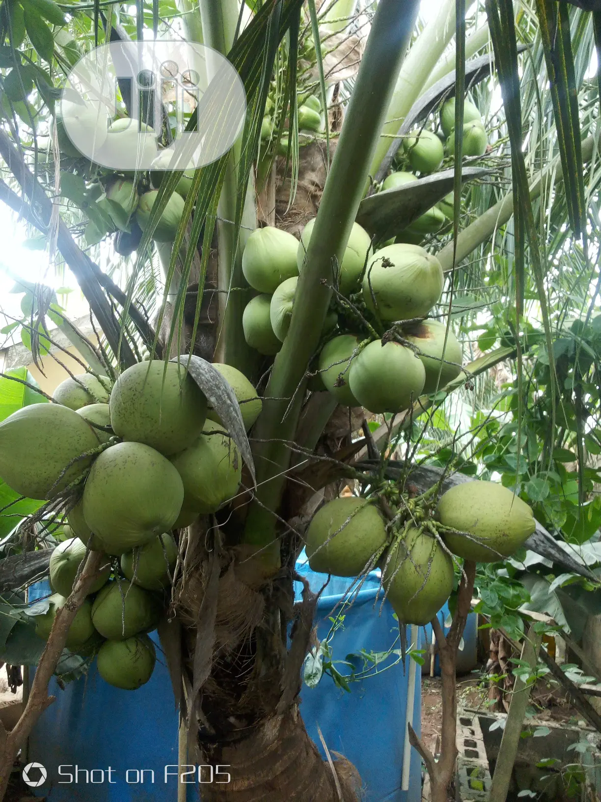Hybrid Coconut