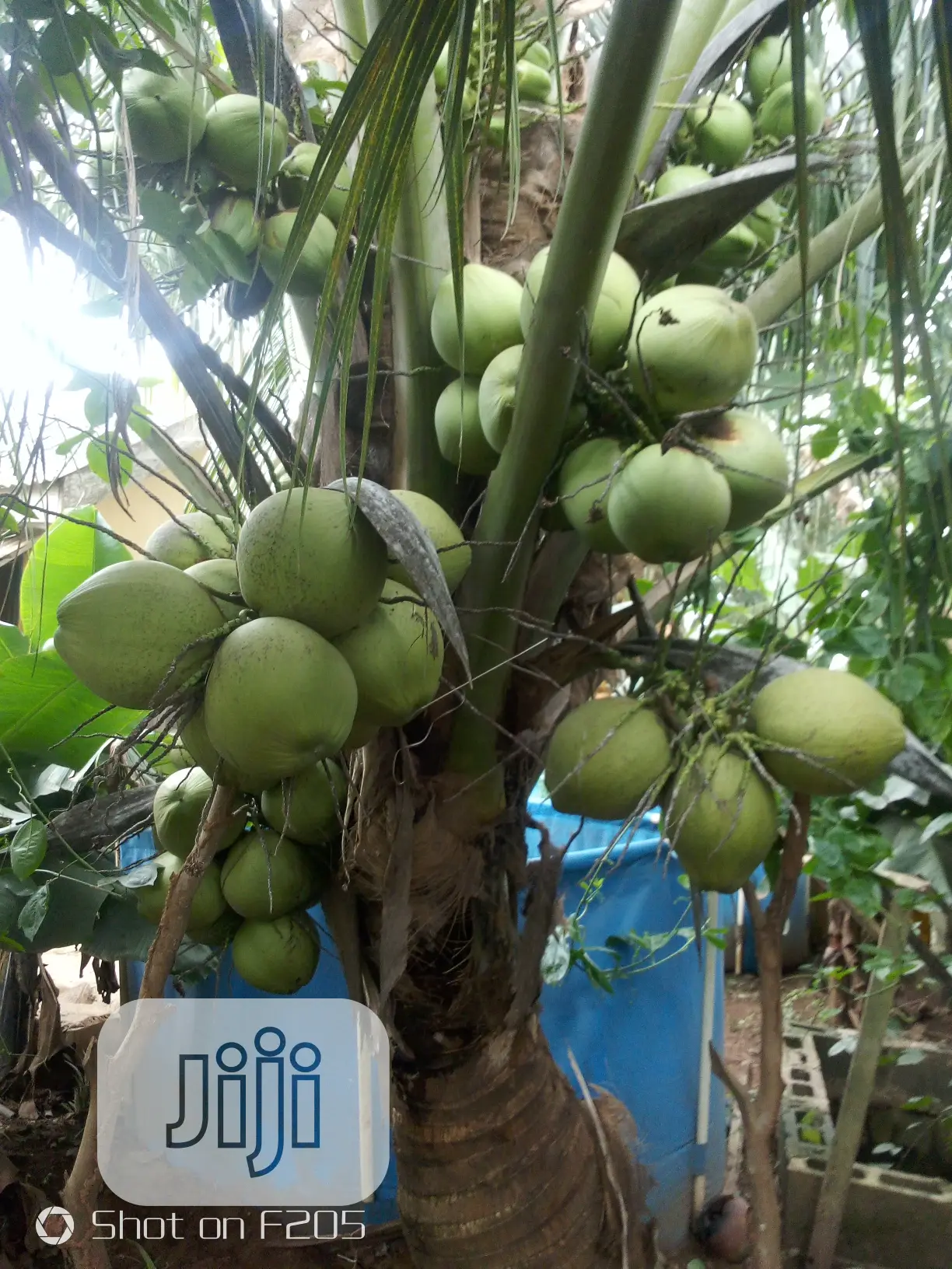 Hybrid Coconut
