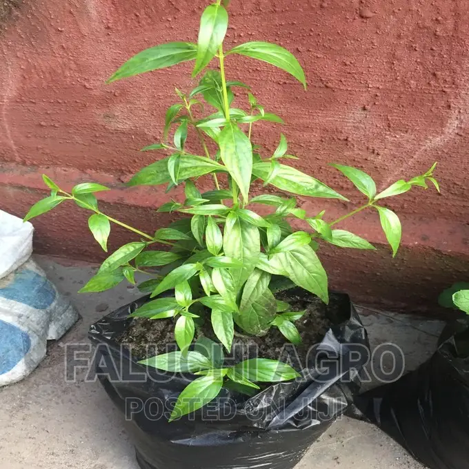 King of Bitters Seedlings and Fresh Leaf Herbs