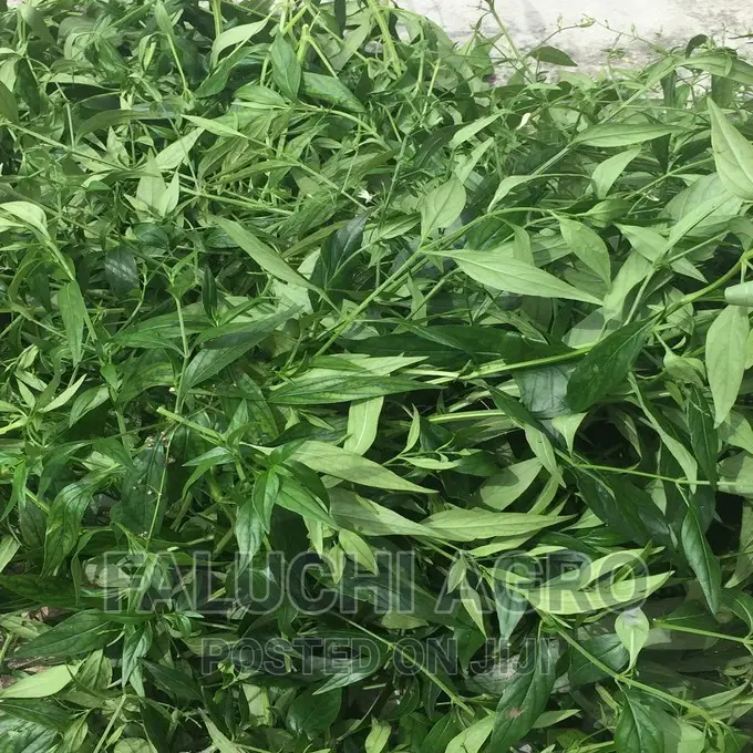 King of Bitters Seedlings and Fresh Leaf Herbs