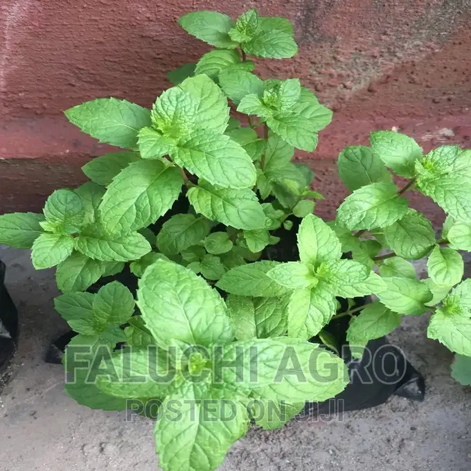 Fresh Mint Leaves and Seedlings