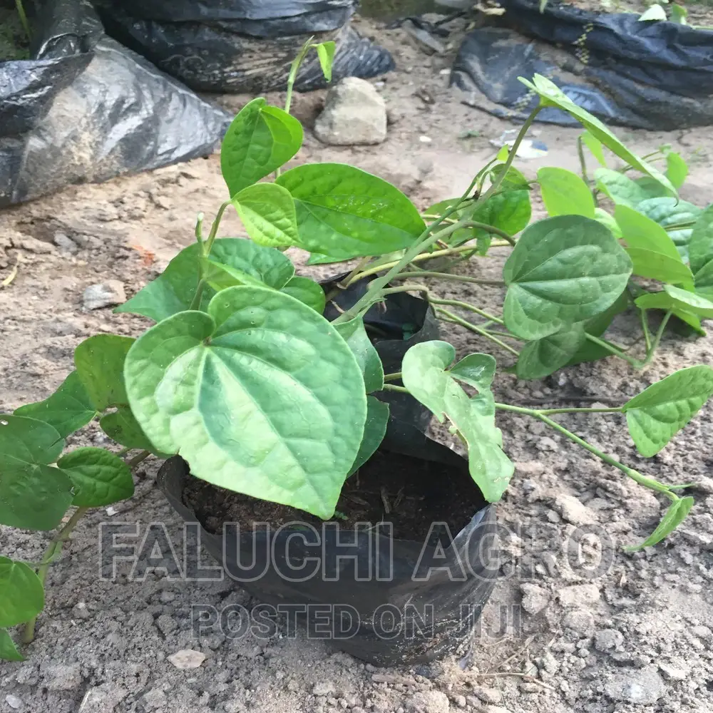 Uziza Seedlings (Iyere,Benin Pepper, Guinea Pepper)