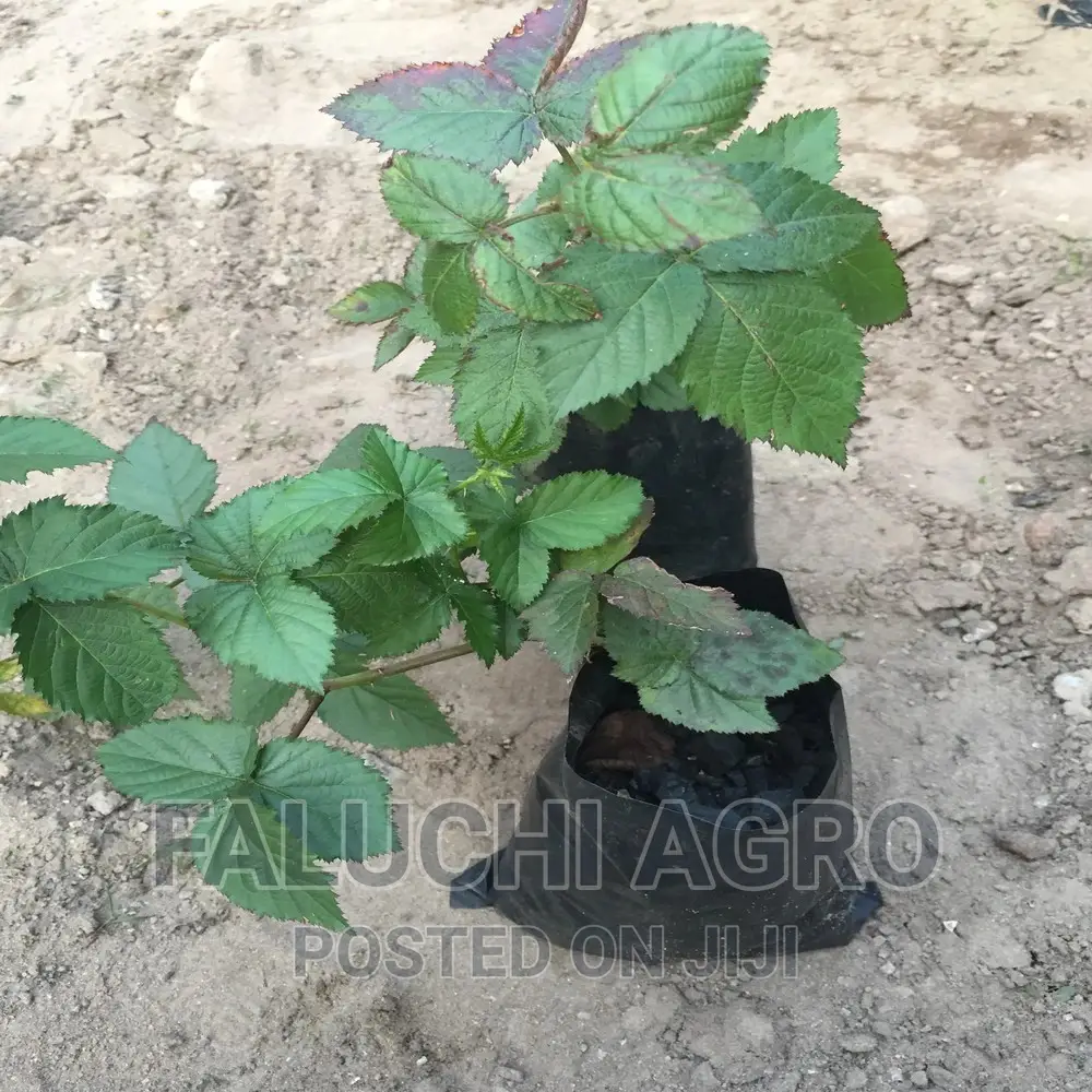 Grafted Black Berry Seedlings
