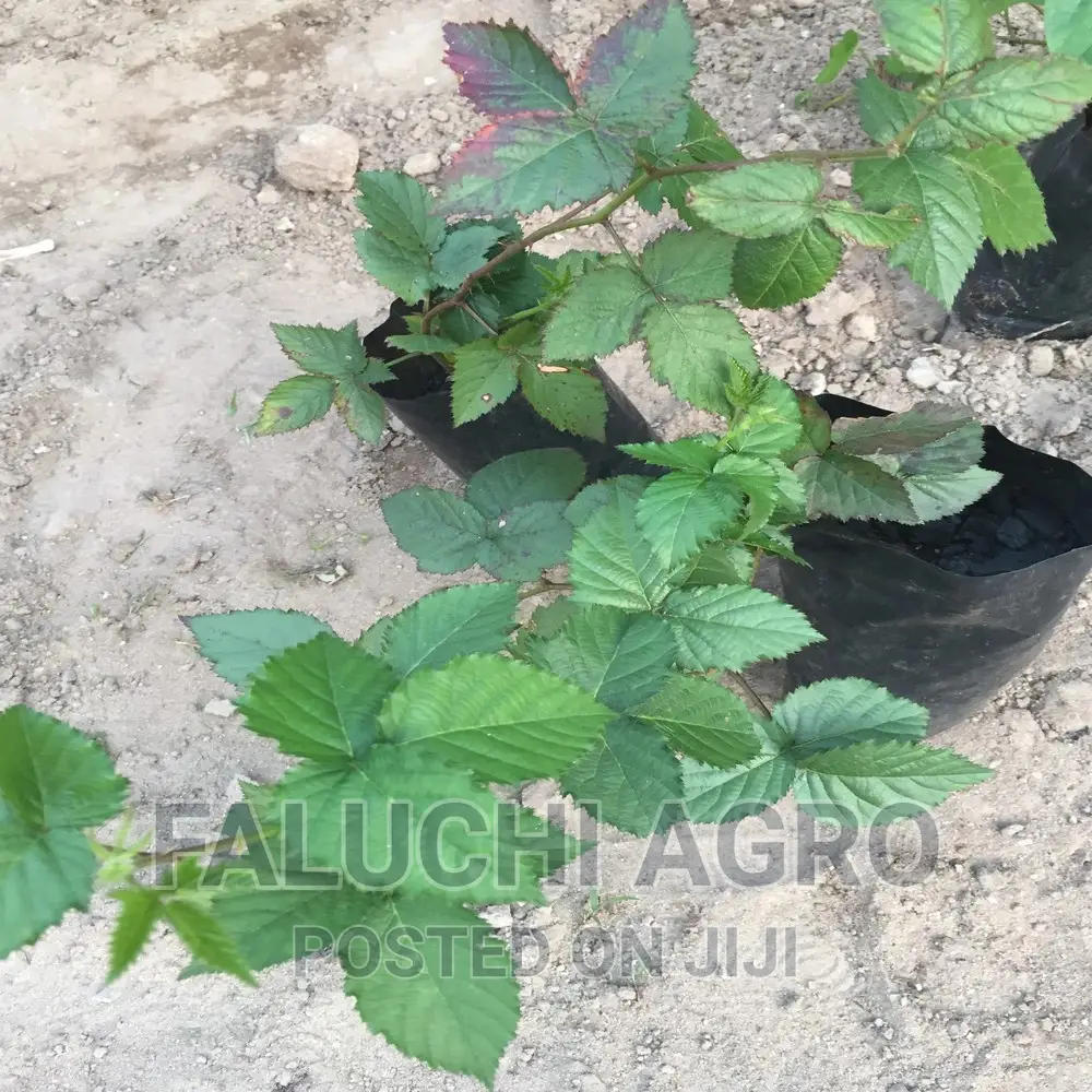 Grafted Black Berry Seedlings