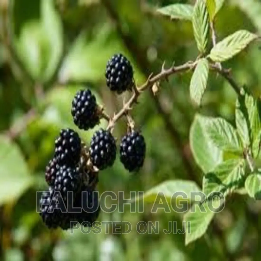 Grafted Black Berry Seedlings