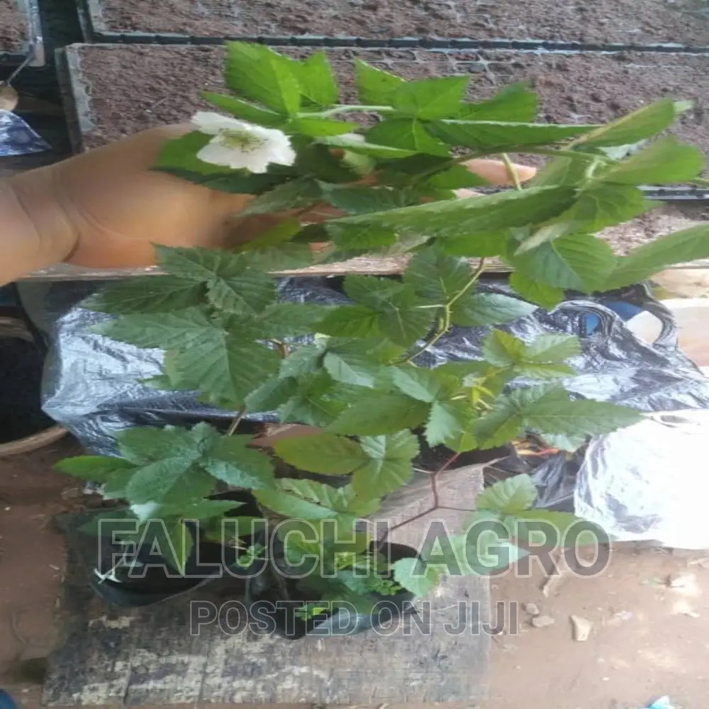 Grafted Black Berry Seedlings