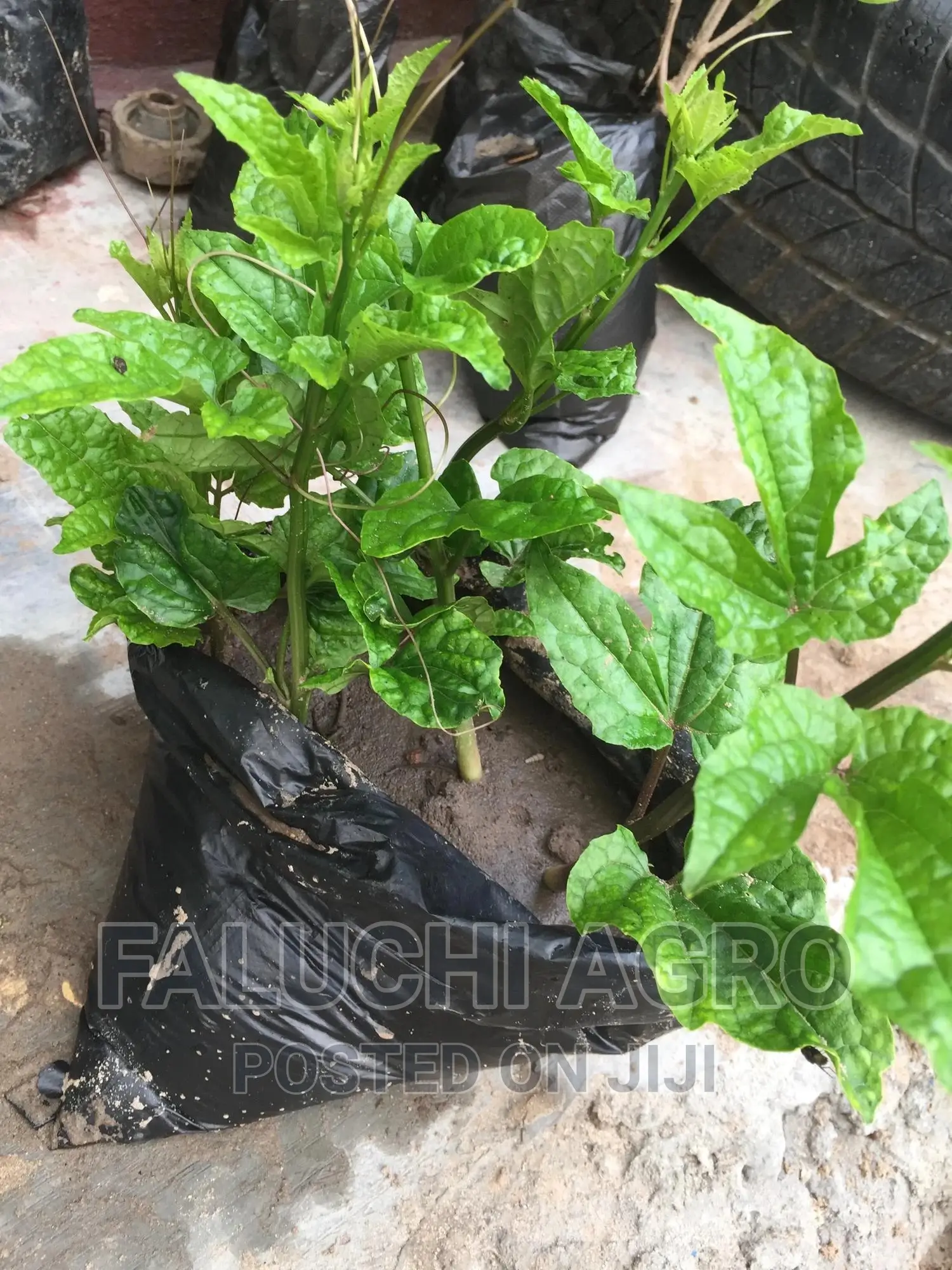 Ugu Seedlings