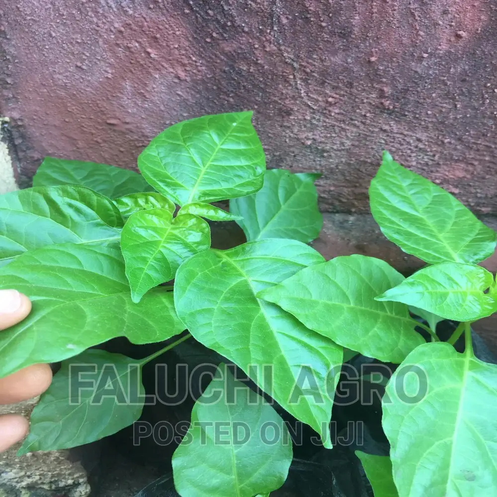 Hot Yellow Pepper Seedlings