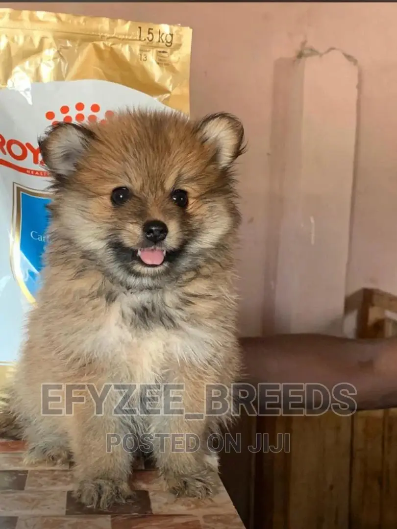 1-3 months Male Purebred Pomeranian