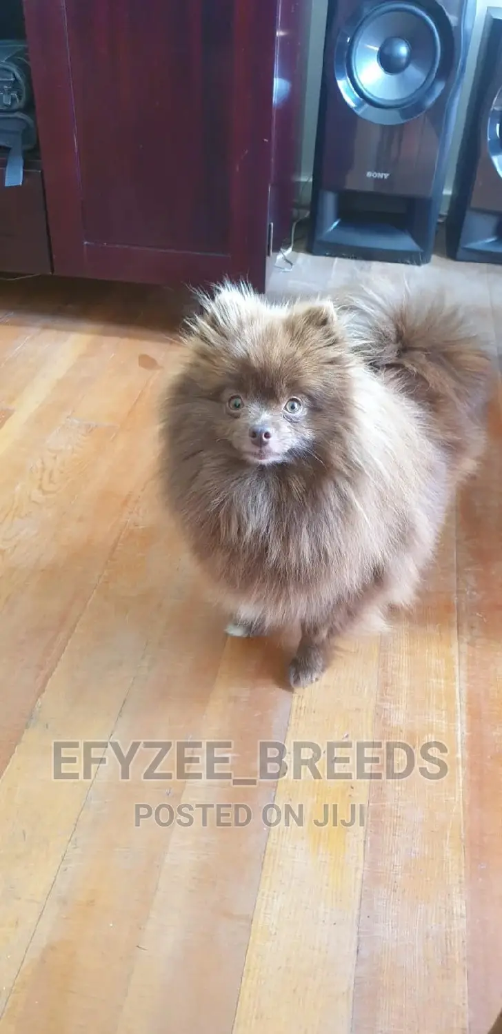 1-3 months Male Purebred Pomeranian