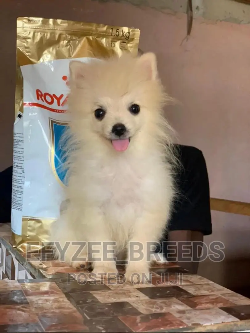 1-3 months Male Purebred Pomeranian