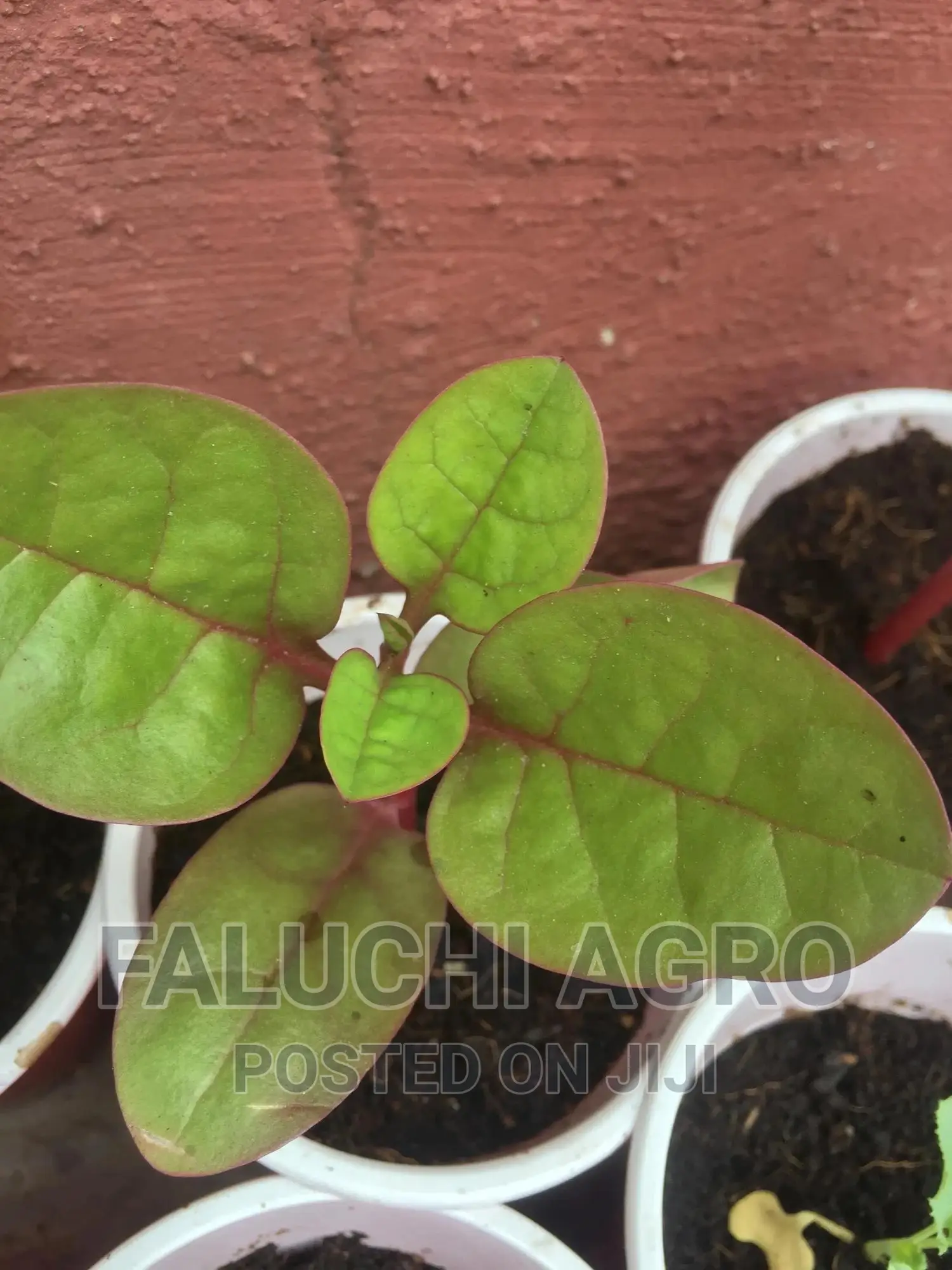 Spinach Seedlings (Malabar)