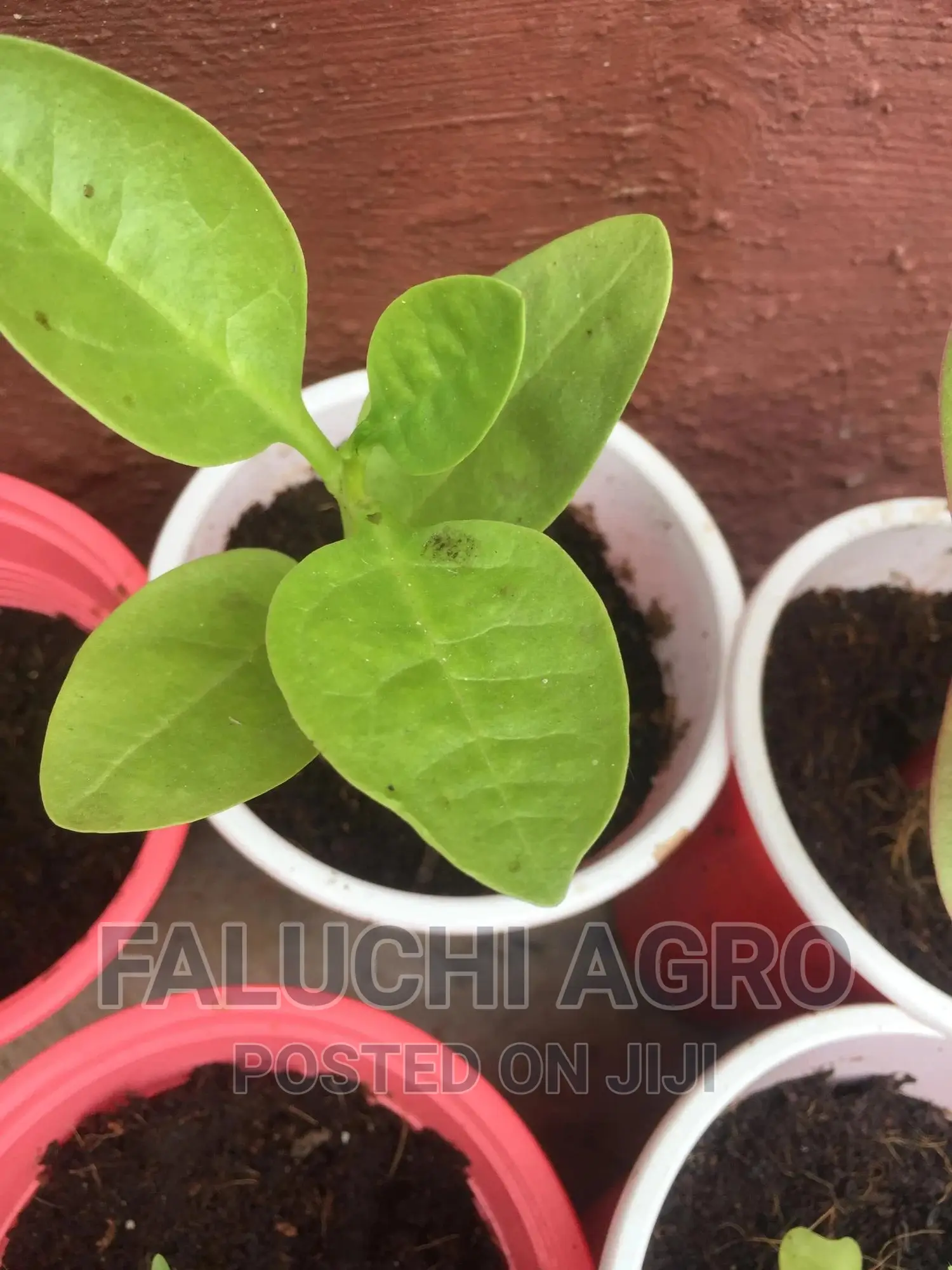 Spinach Seedlings (Malabar)