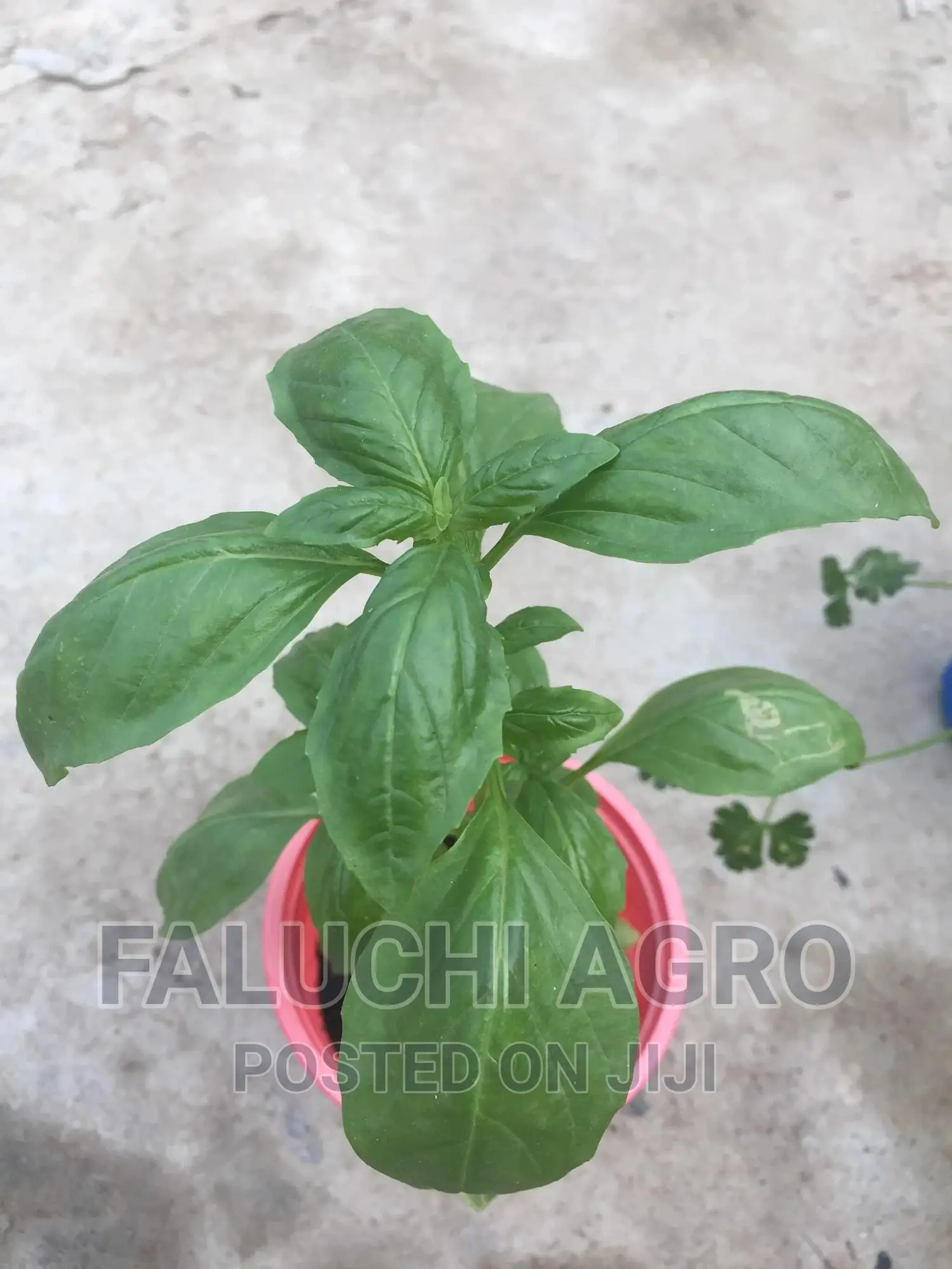 Basil Seedling (Lemon Basil,Sweet Basil and Cinnamon Basil)