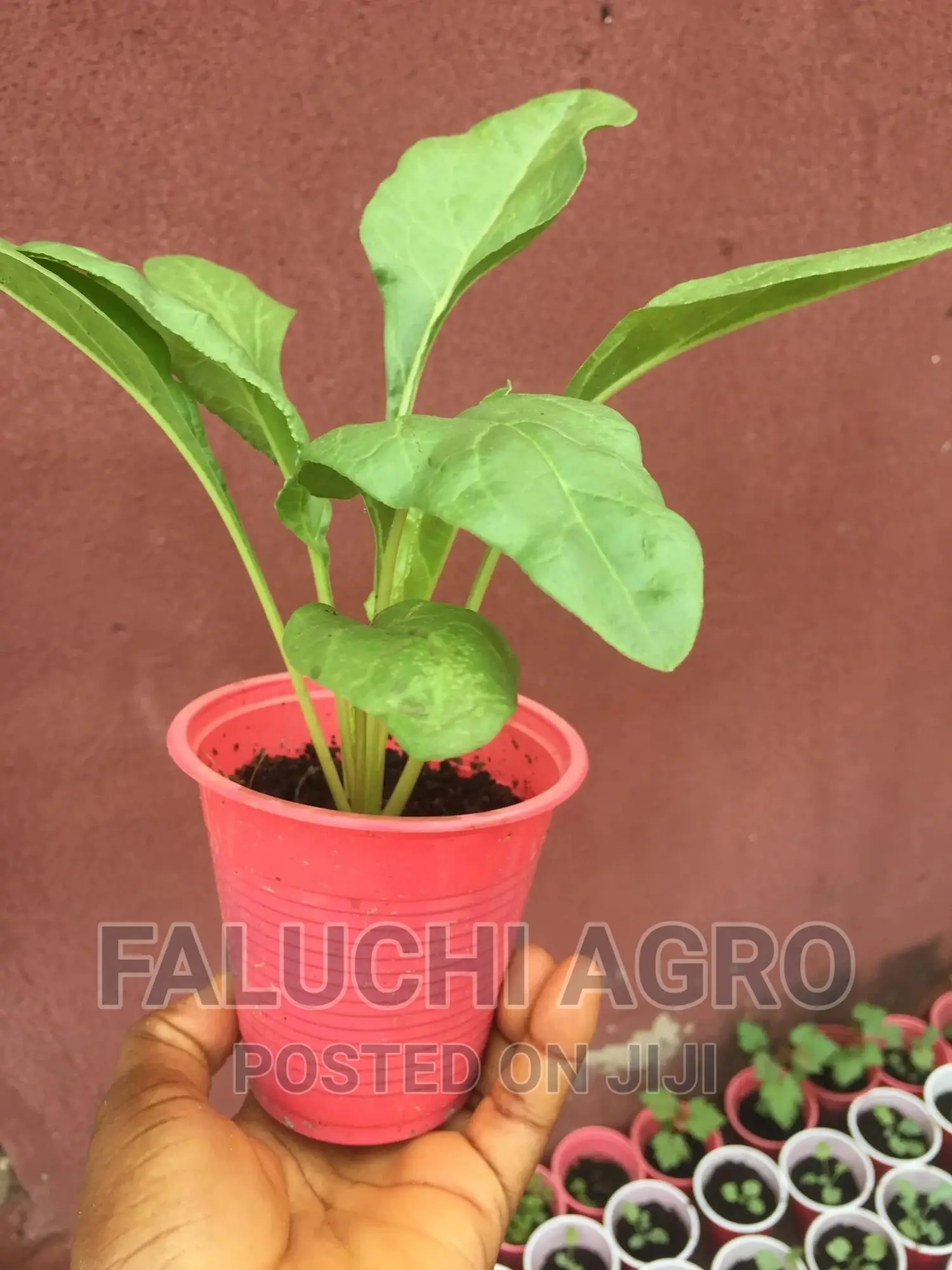 America Spinach Seedlings