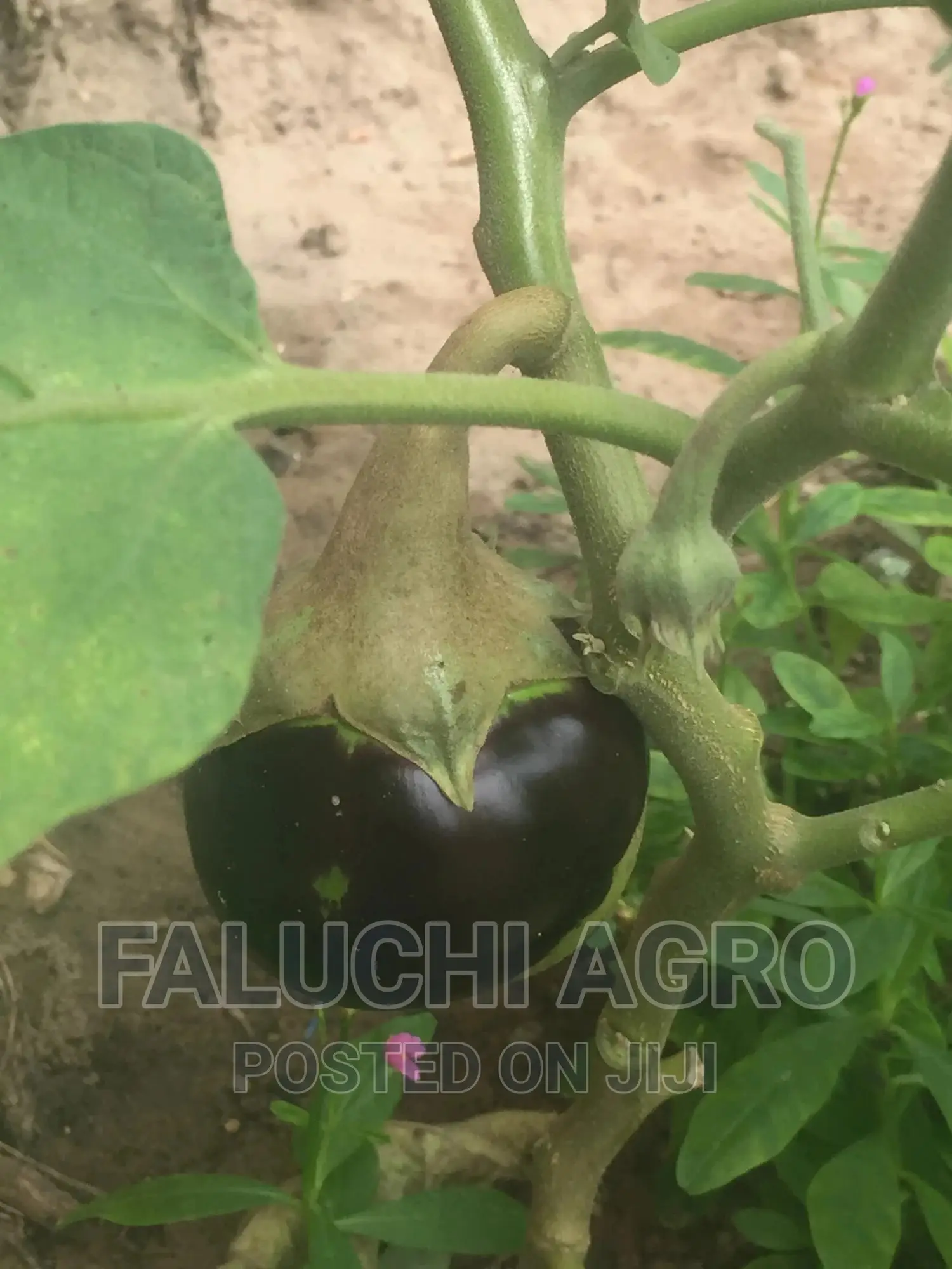 Eggplant Seedlings