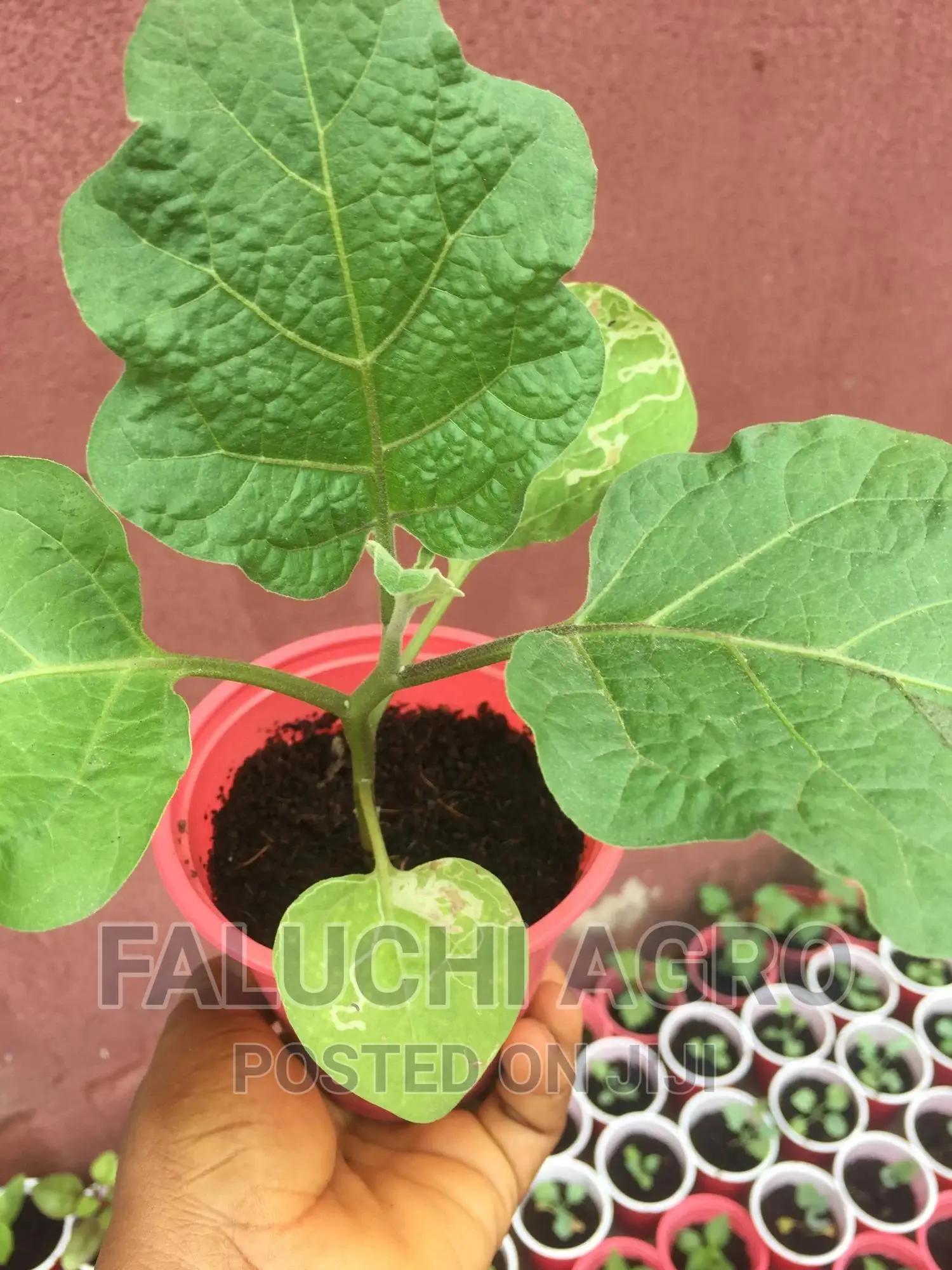 Eggplant Seedlings