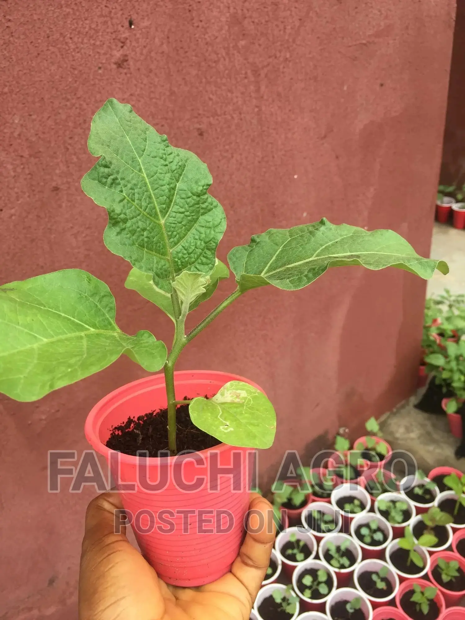Eggplant Seedlings
