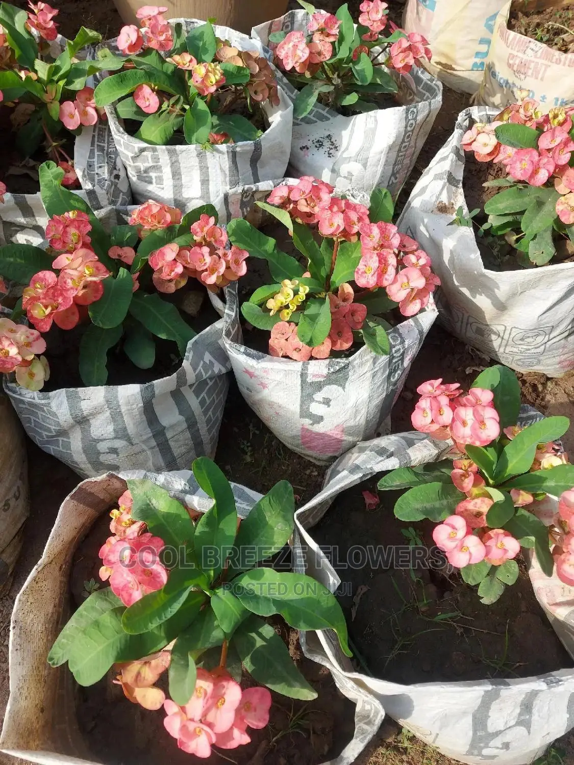 Air Purifying Flowers