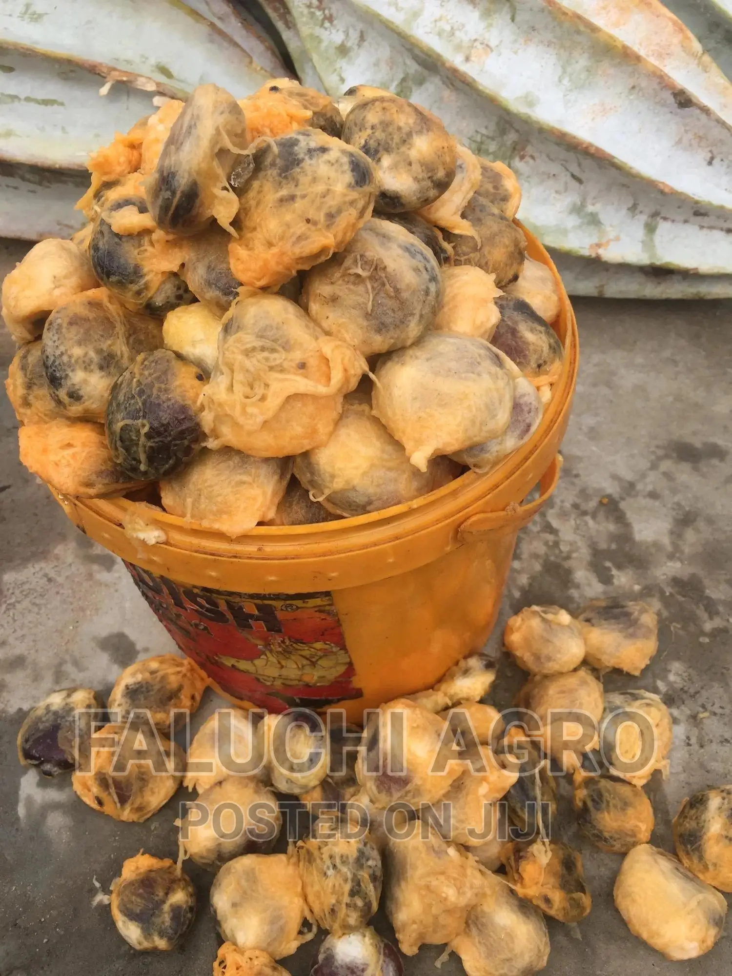 Hybrid Ugu (Pumpkin) Seeds ( Custard Paint)