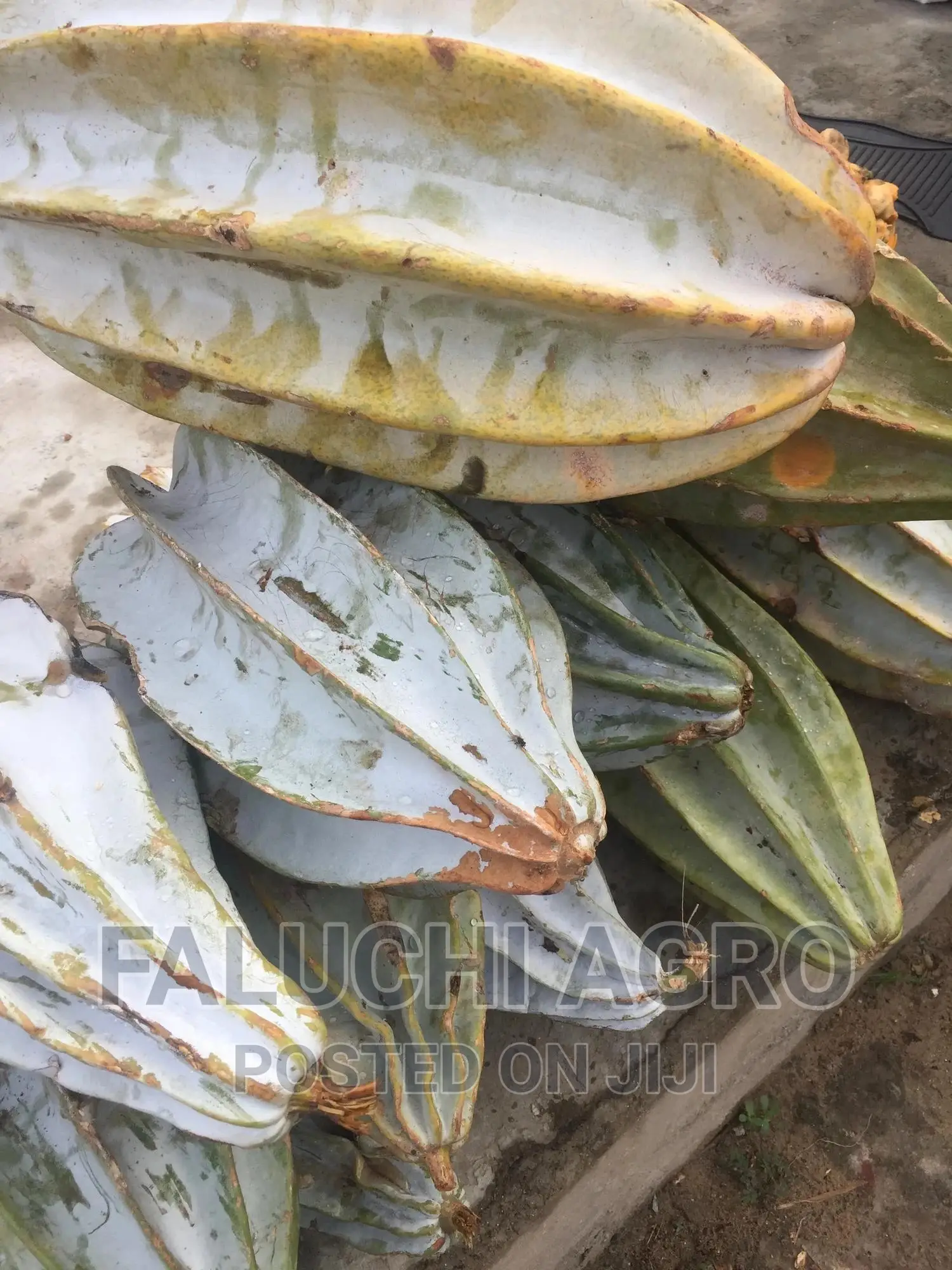 Hybrid Ugu (Pumpkin) Seeds ( Custard Paint)