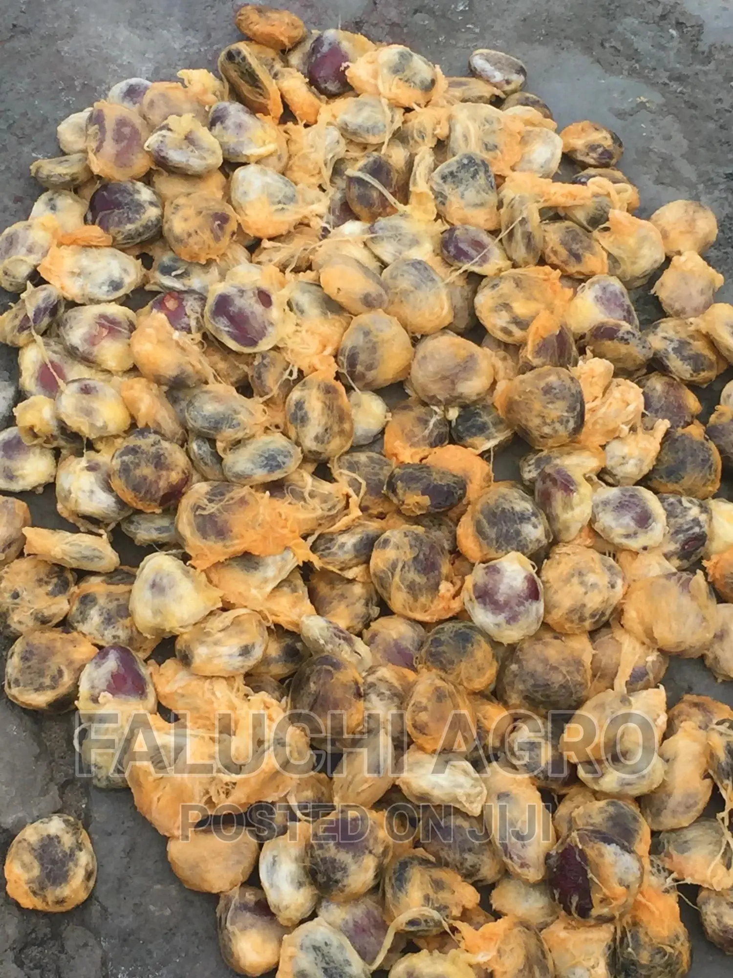 Hybrid Ugu (Pumpkin) Seeds ( Custard Paint)