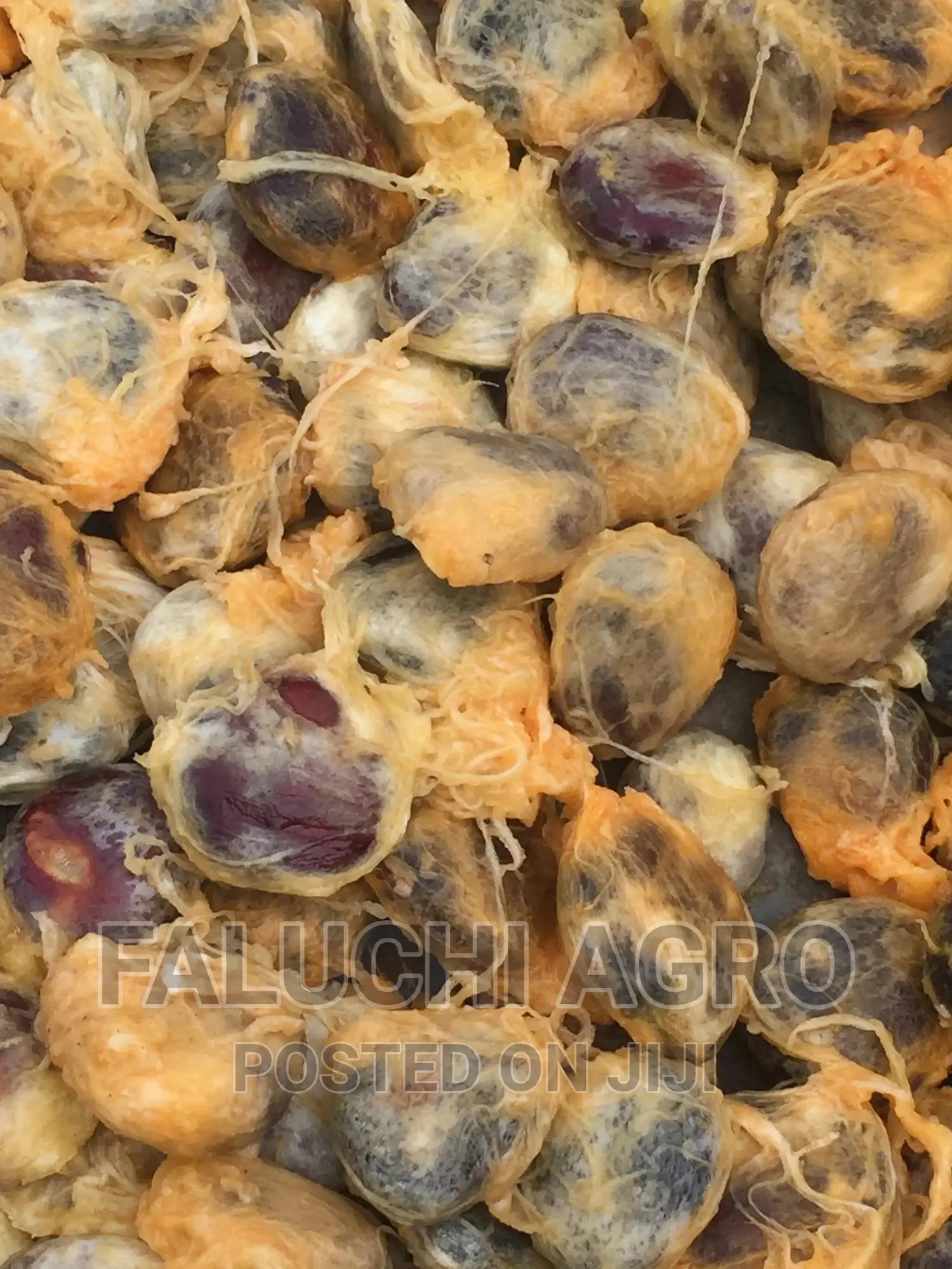 Hybrid Ugu (Pumpkin) Seeds ( Custard Paint)