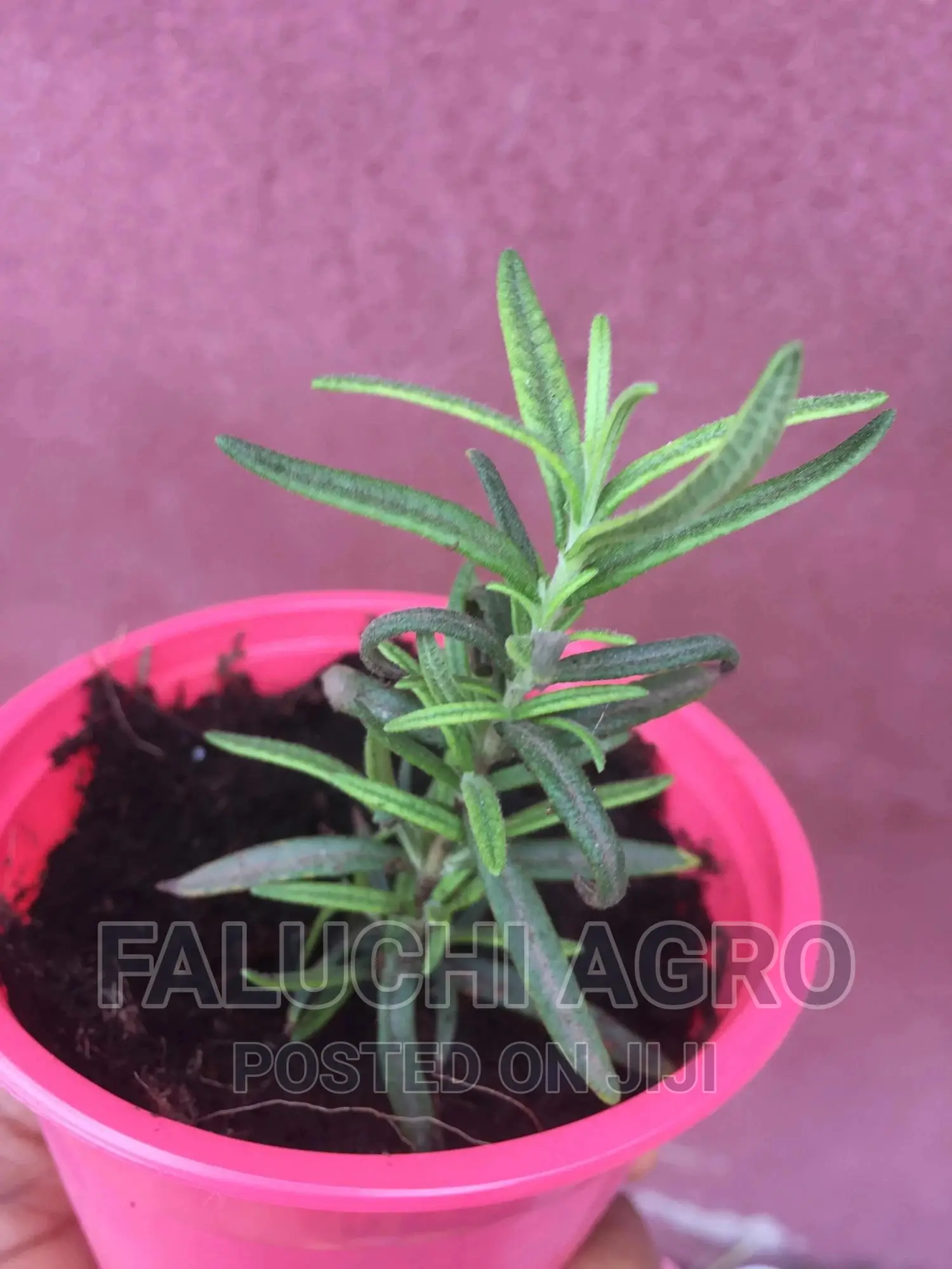 Rosemary Seedling