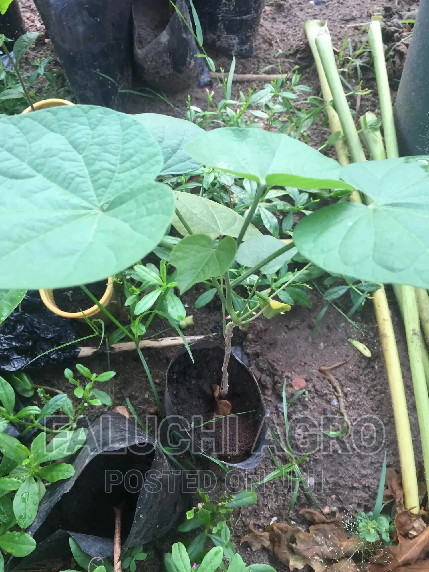 Gorontula Seedlings and Fruits