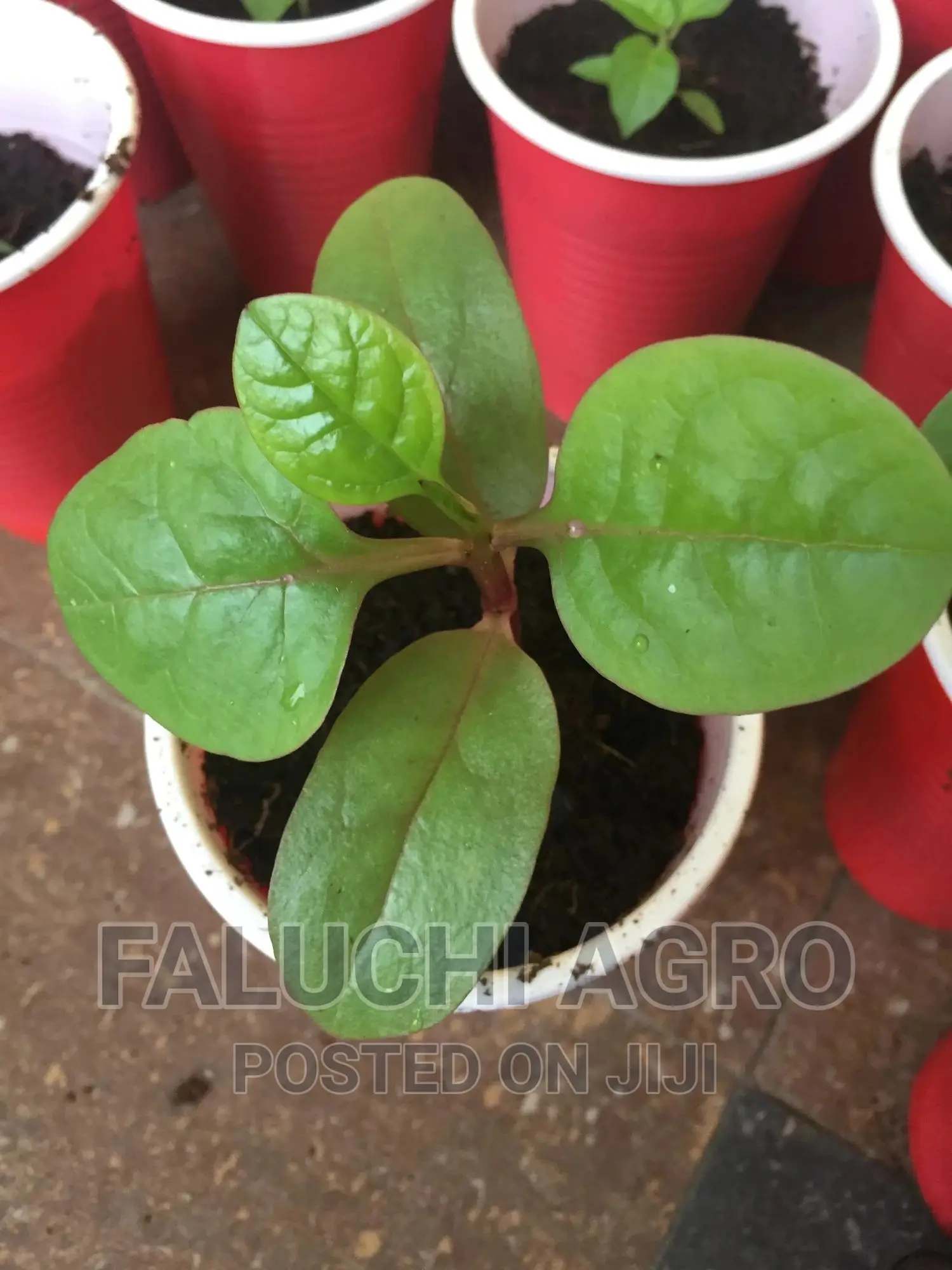 Spinach Seedlings (Malabar)