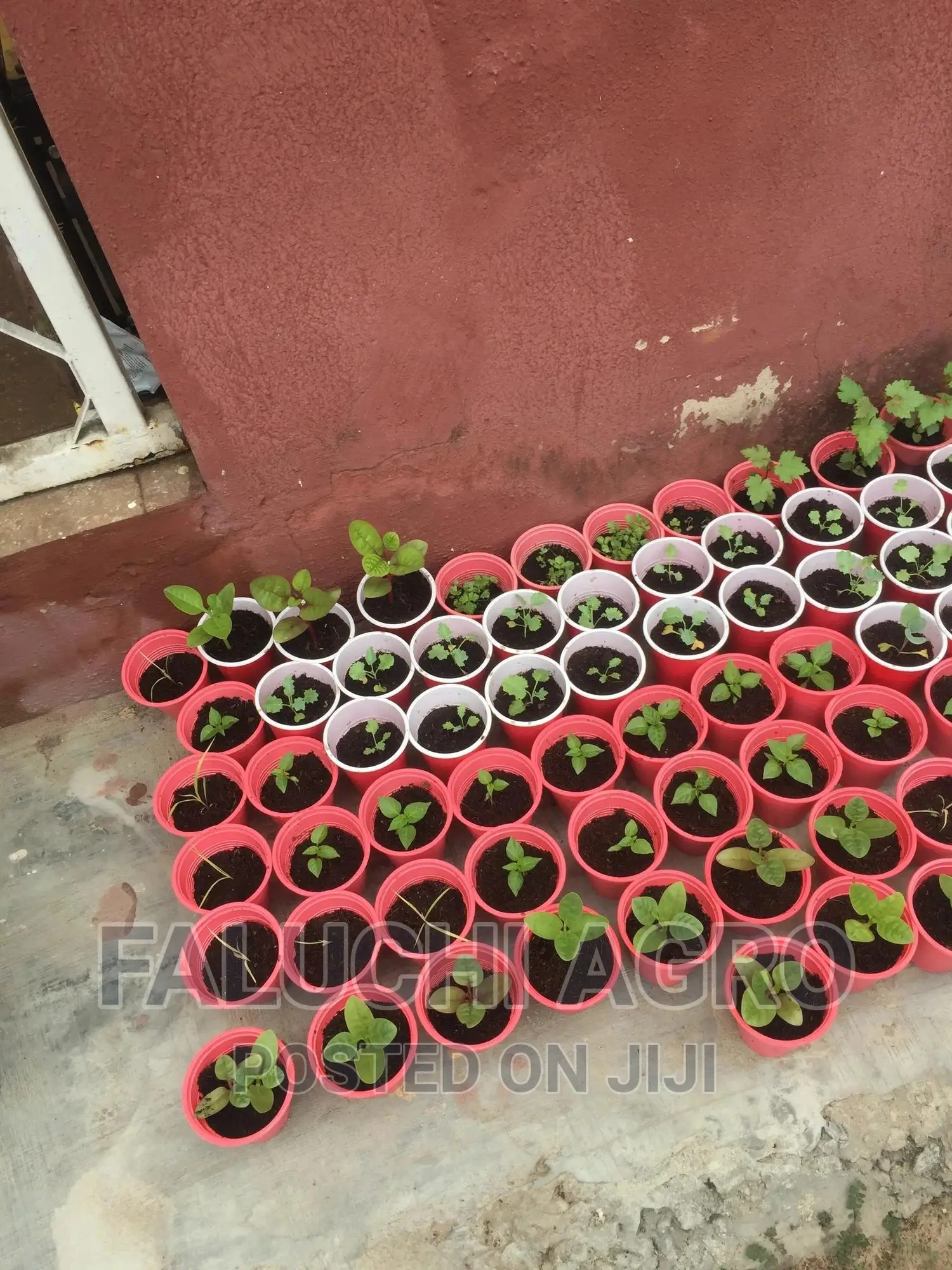 Spinach Seedlings (Malabar)
