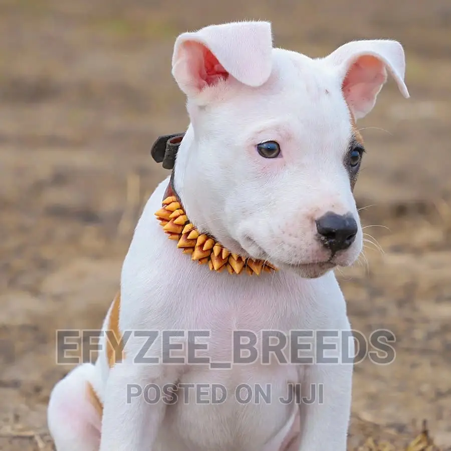 1-3 Month Male Purebred American Pit Bull Terrier