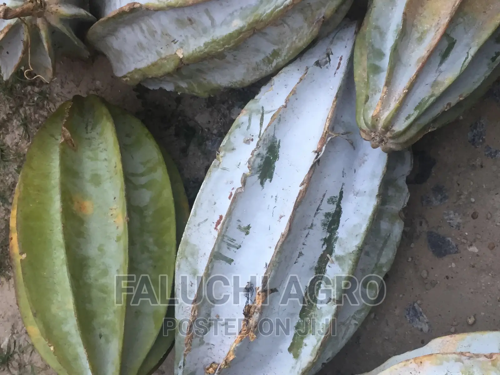 Hybrid Ugu (Pumpkin) Seeds