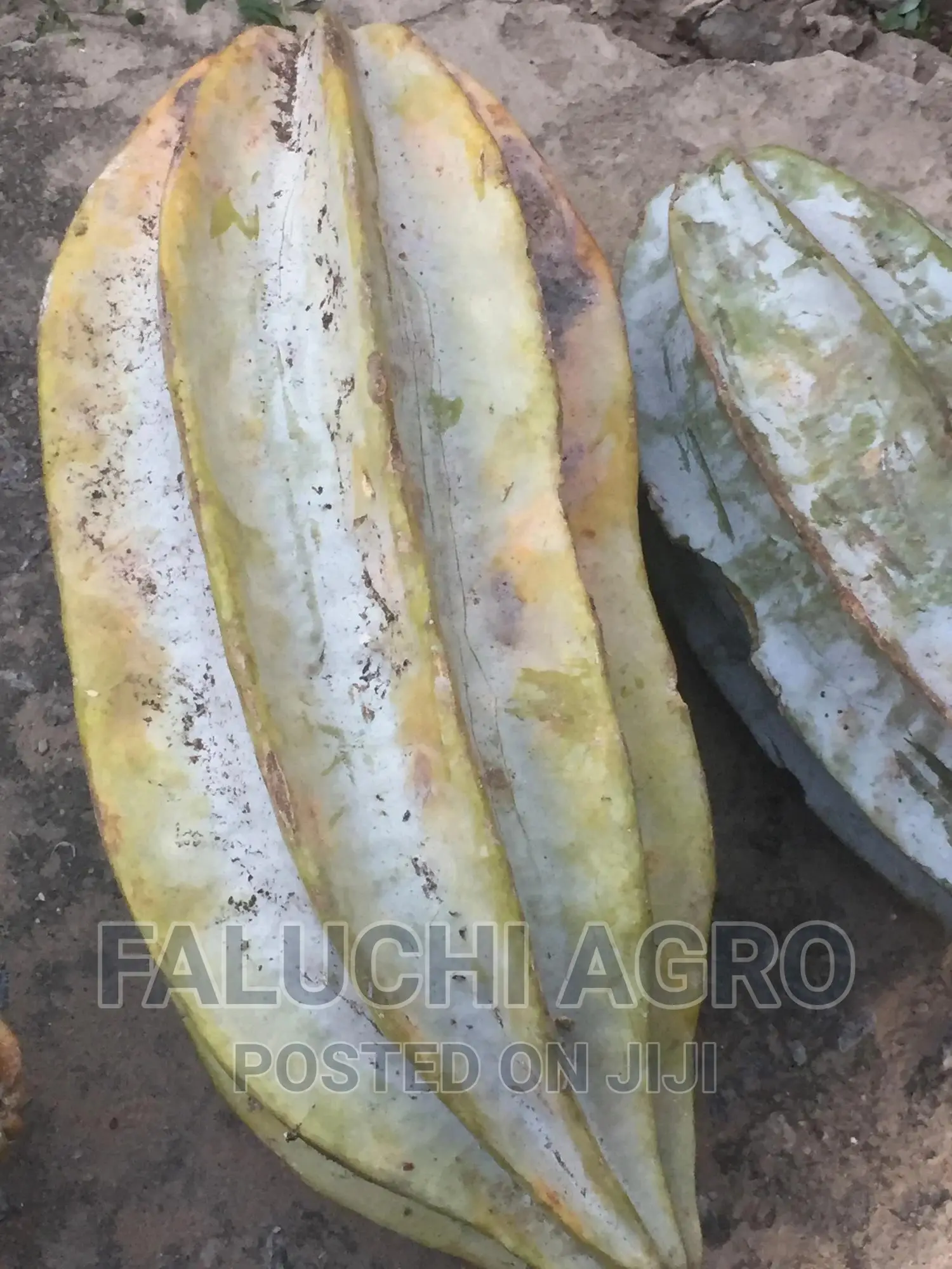 Hybrid Ugu (Pumpkin) Seeds