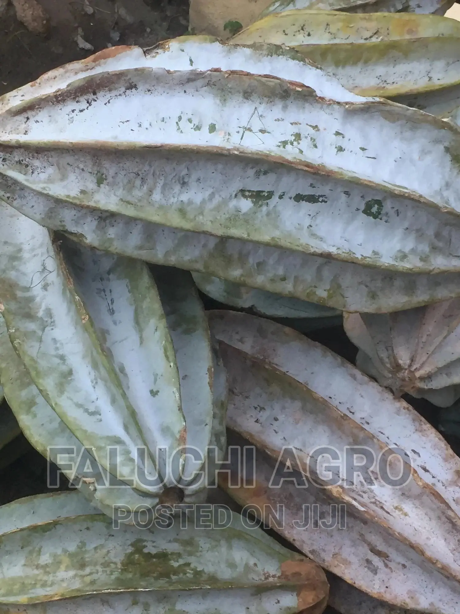 Hybrid Ugu (Pumpkin) Seeds