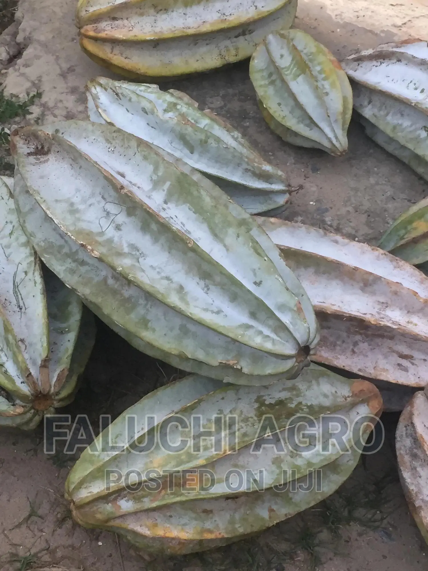 Hybrid Ugu (Pumpkin) Seeds