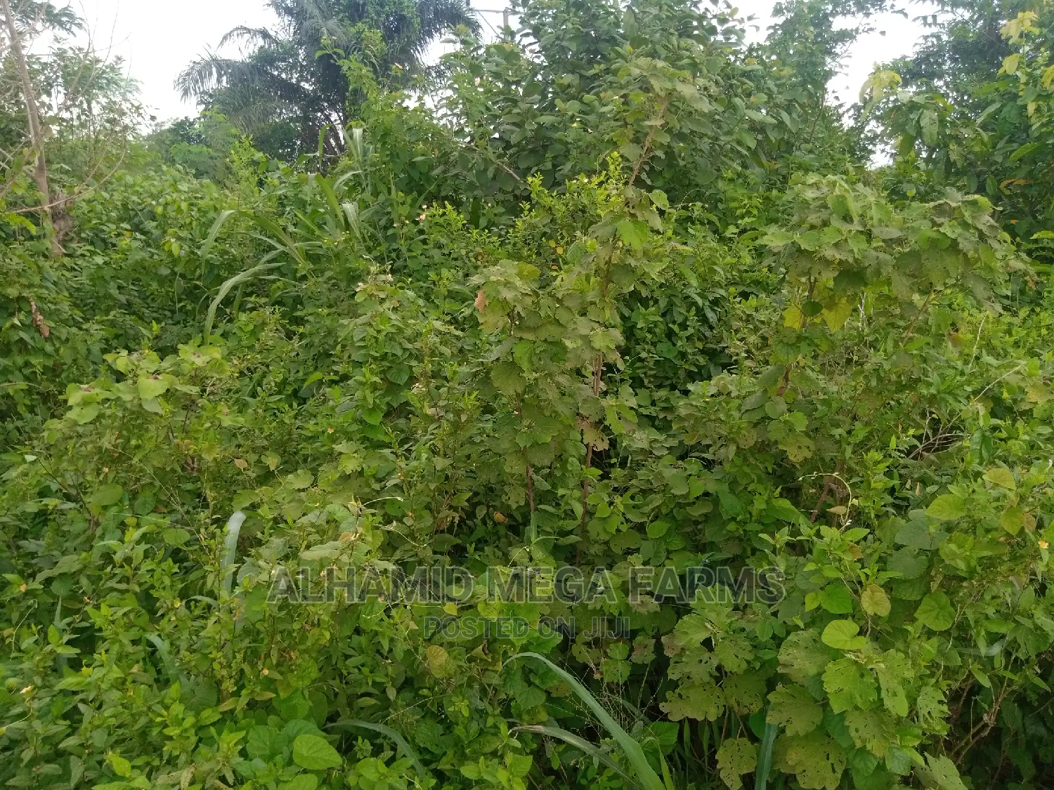 1000 Acres of Farm Land for Sale at 500,000 Per Acre