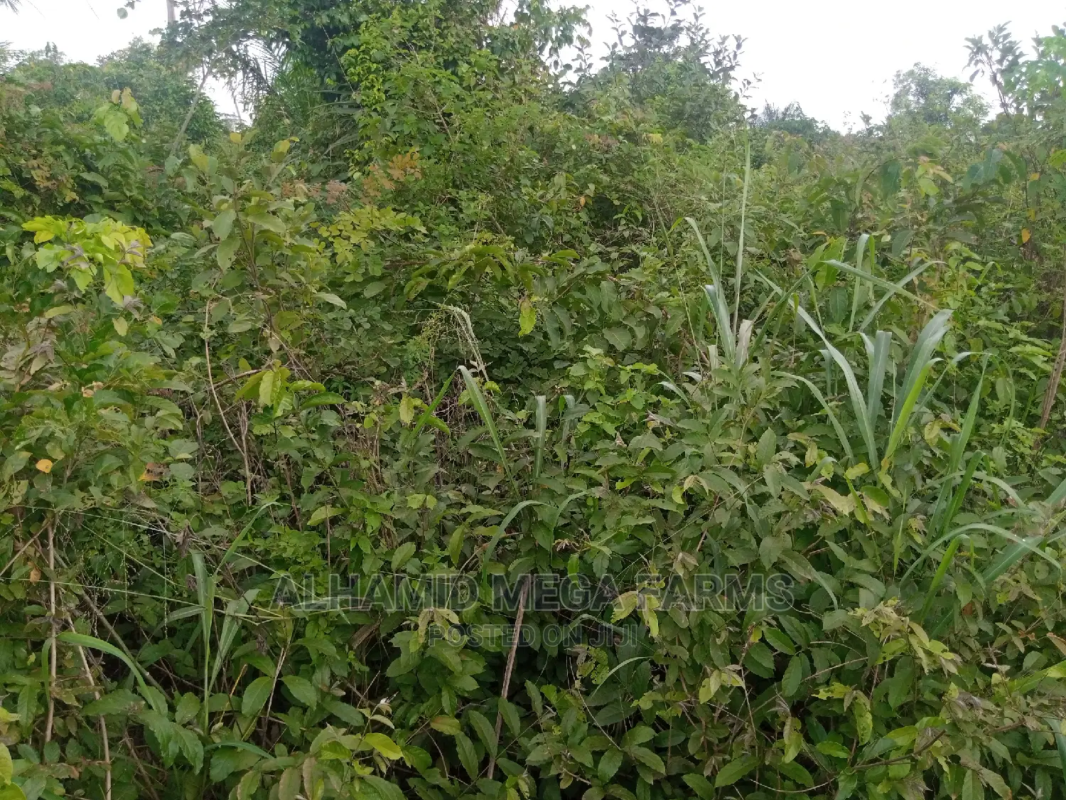 1000 Acres of Farm Land for Sale at 500,000 Per Acre