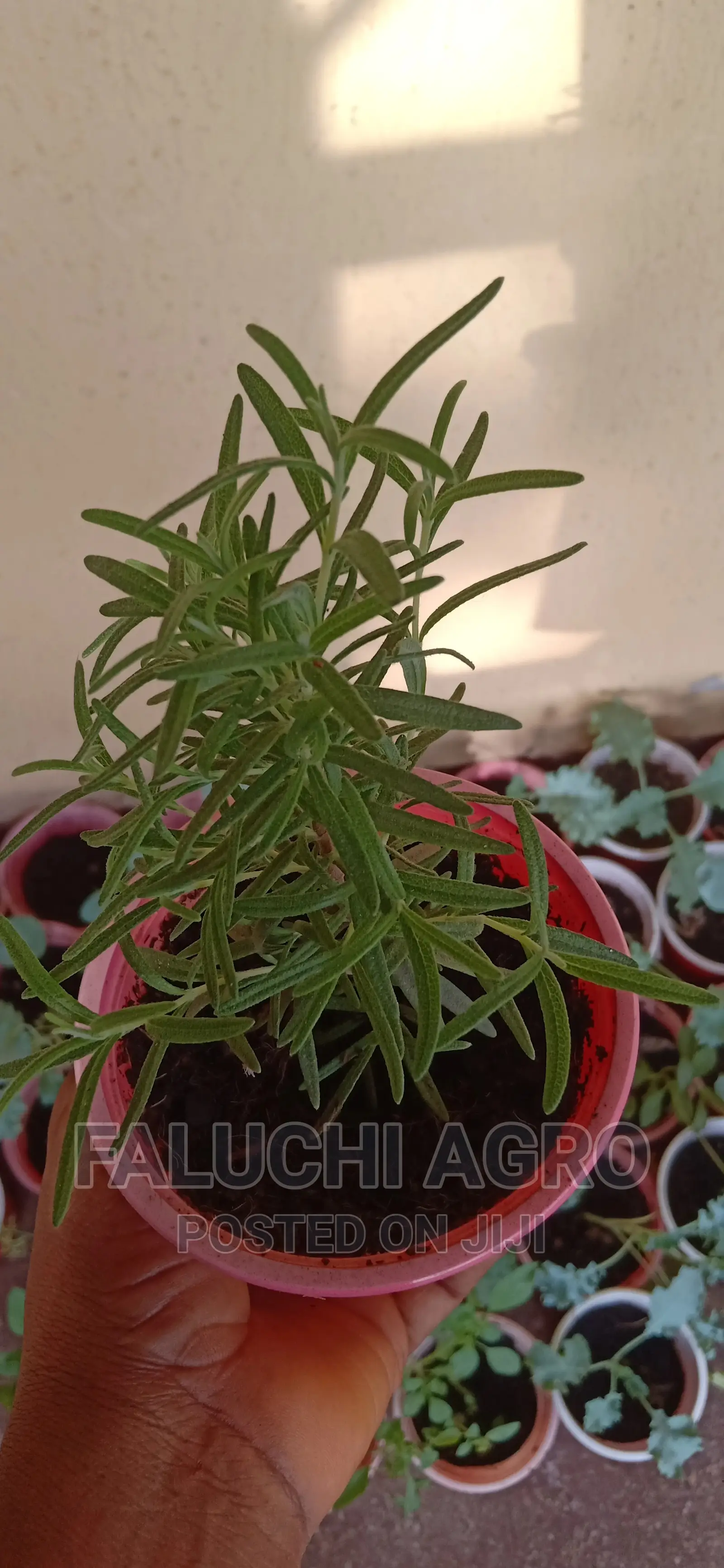 Rosemary Seedling