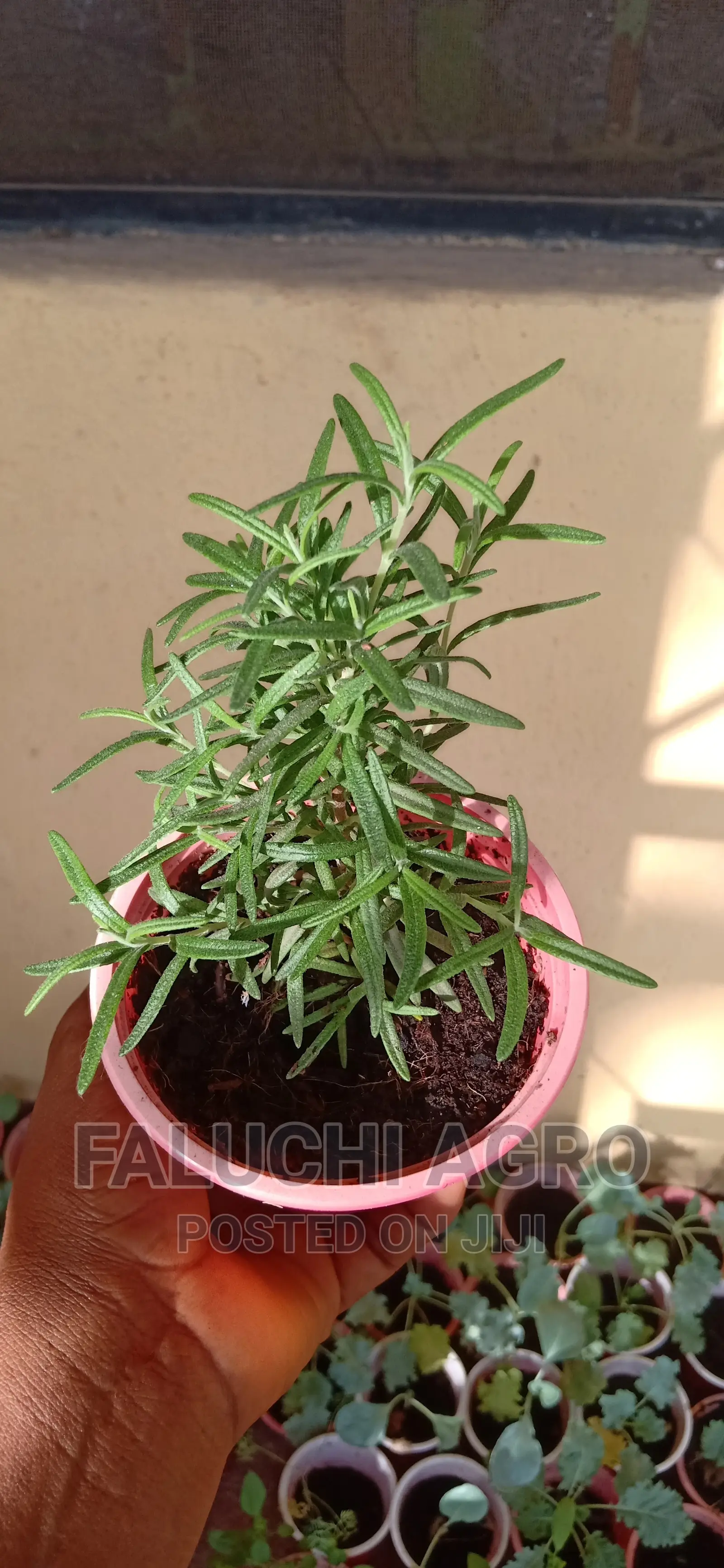 Rosemary Seedling