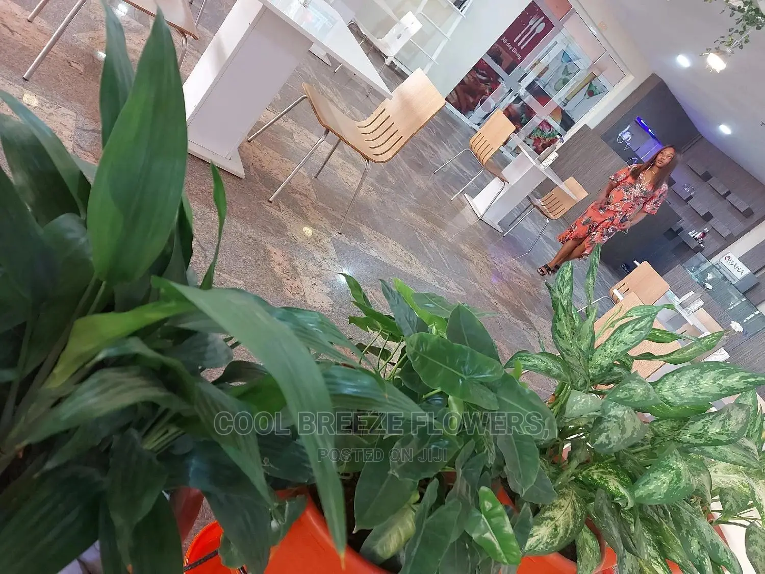 Indoors Plants Available for Your Beautification