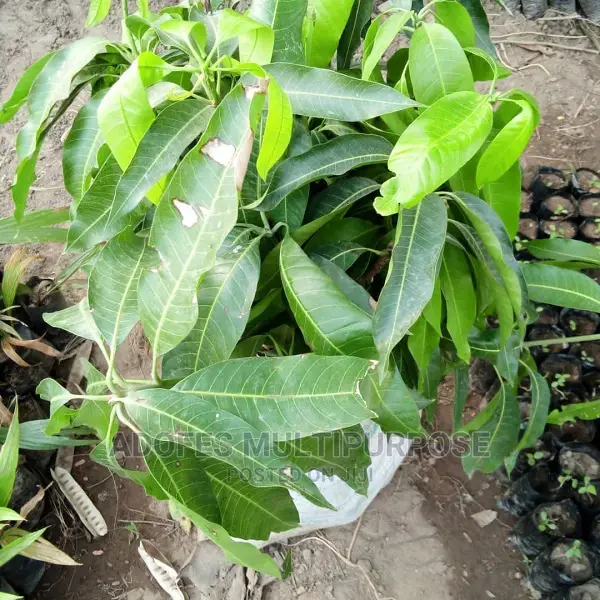 Mango Seedlings Dwarf
