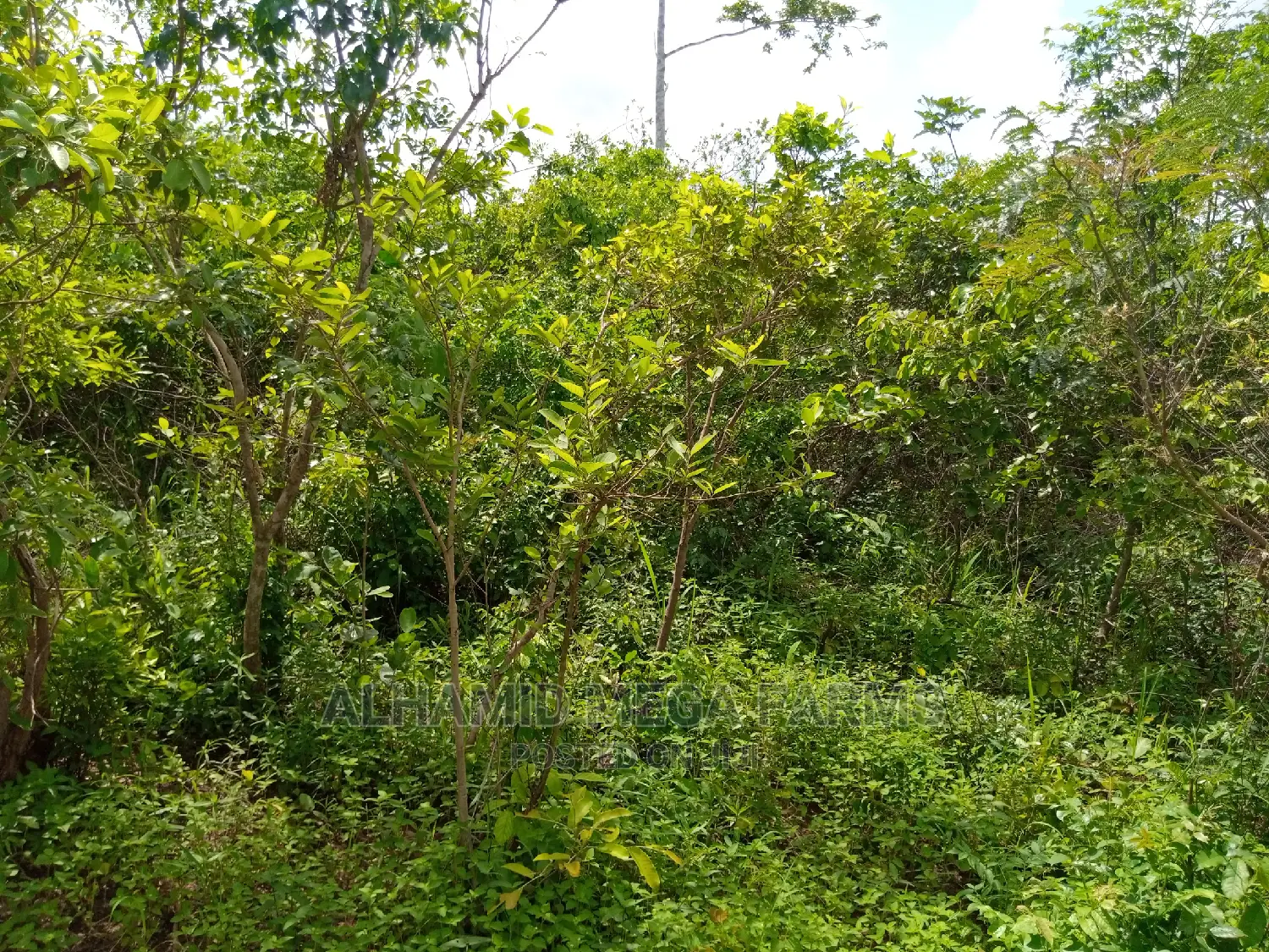 250 Acres of Farmland at 500,000 Per Acre